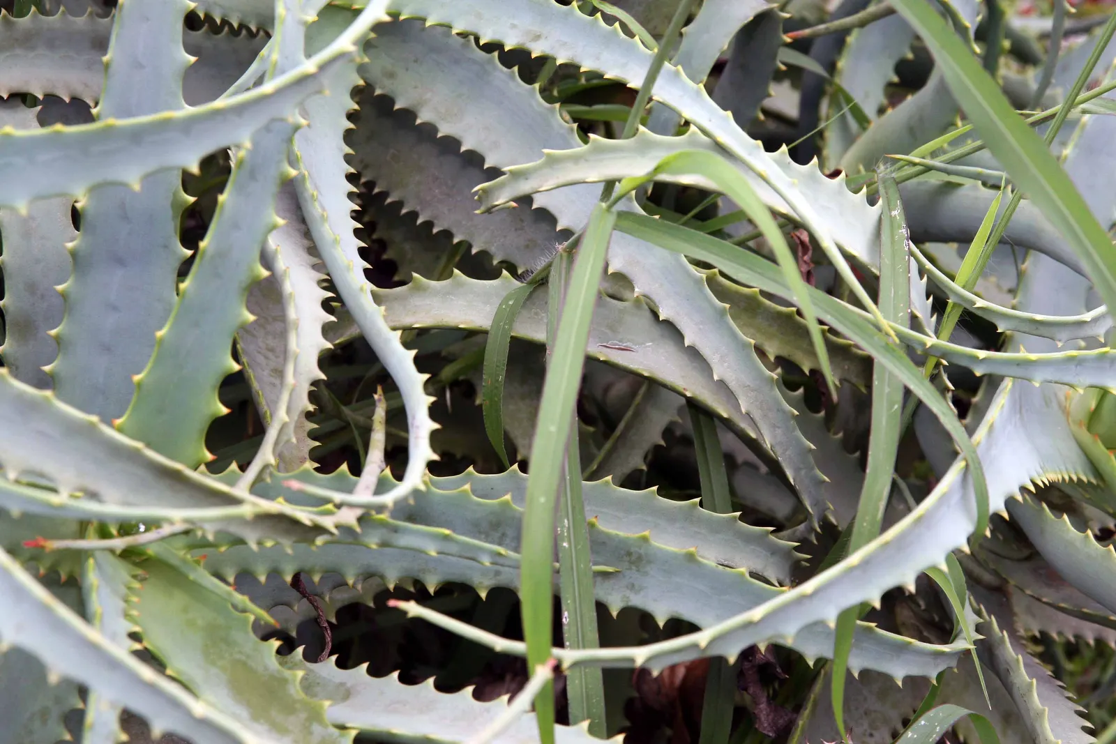 Torch Aloe (Aloe Camperi) — which adds to its dramatic appearance.<br><br>Come late spring and into early summer
