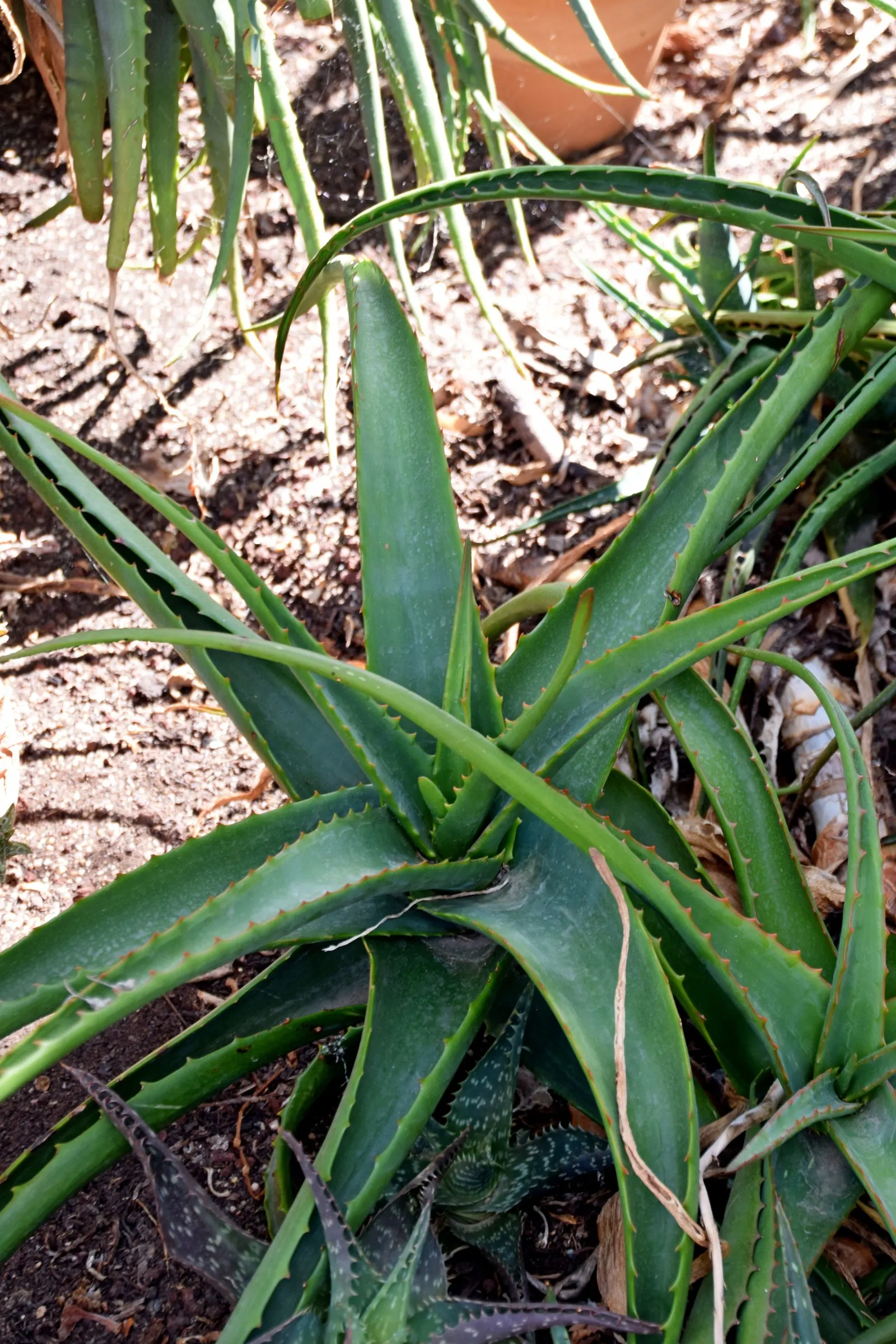 Torch Aloe (Aloe Camperi) — As a designer incorporating this plant into a landscape project, it's crucial to note its moderate growth size