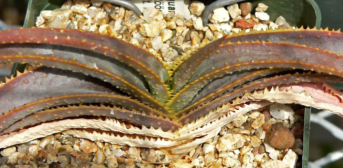 Torch Aloe (Aloe Camperi) — where it thrives in rocky terrains and grasslands