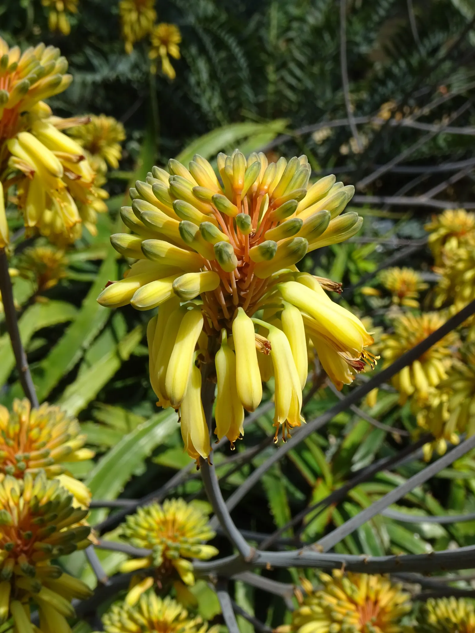 Torch Aloe (Aloe Camperi) — This Aloe species is native to the highlands of eastern and southern Africa