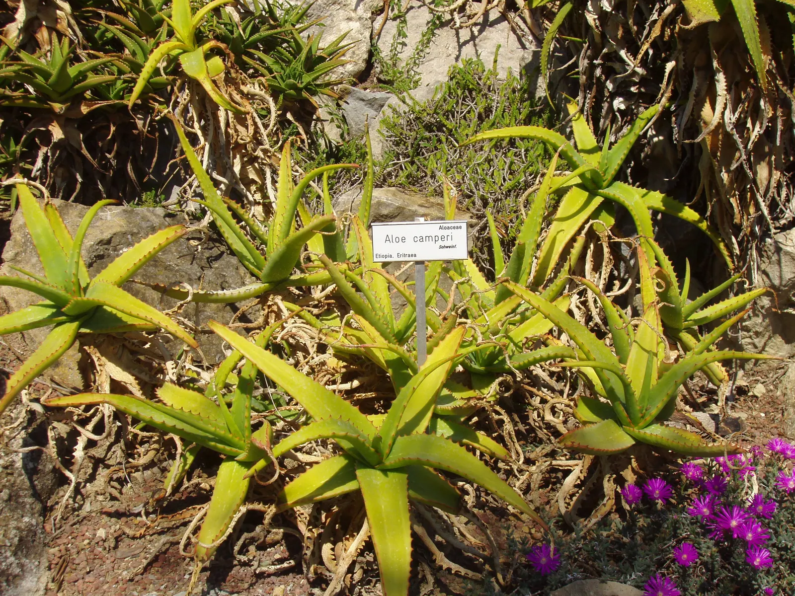 Torch Aloe (Aloe Camperi) — The Torch Aloe (Aloe camperi) is an evergreen succulent reaching 2-3 feet in height and spread