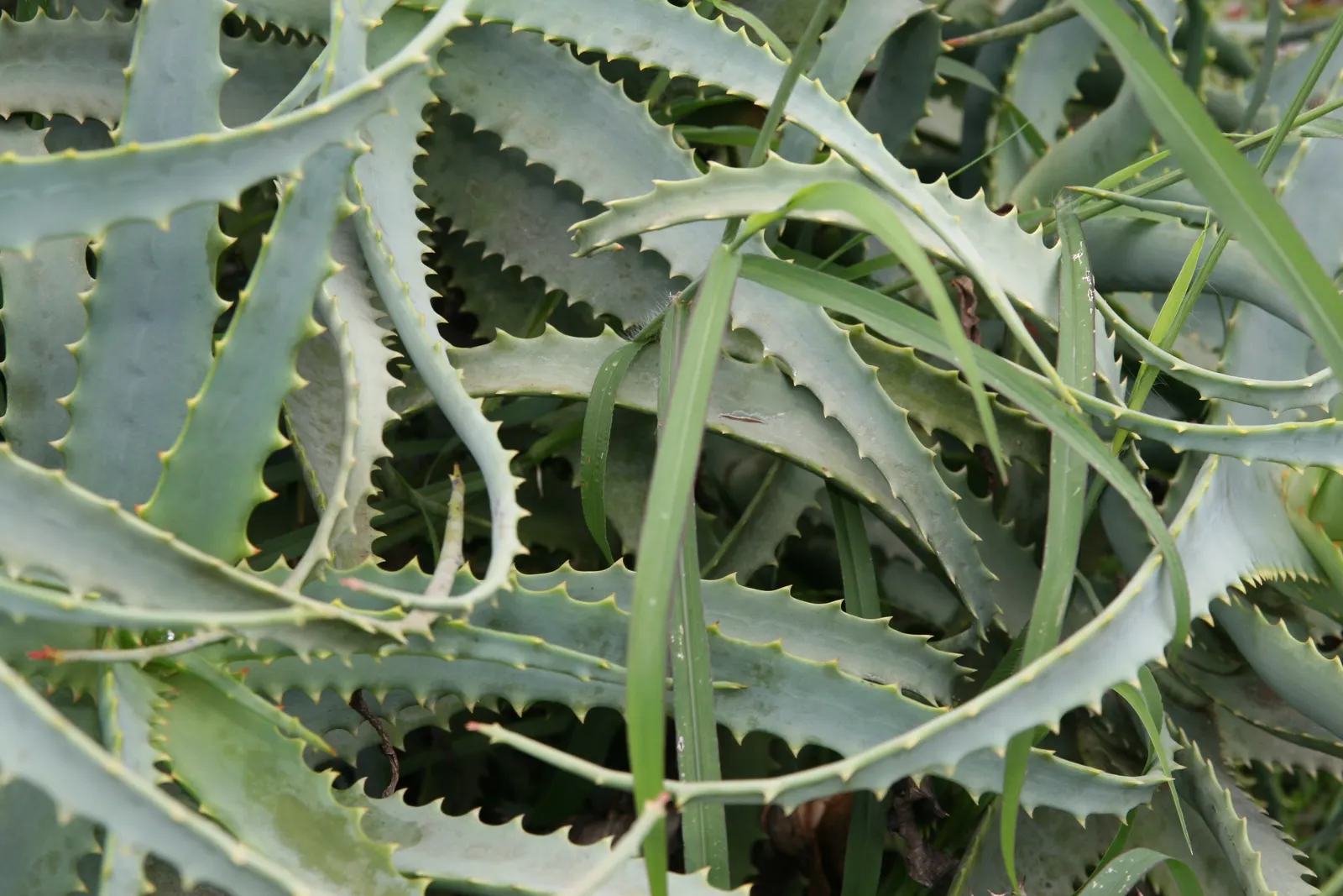Torch Aloe (Aloe Camperi) — These leaves can sometimes exhibit a slight tinge of red when stressed