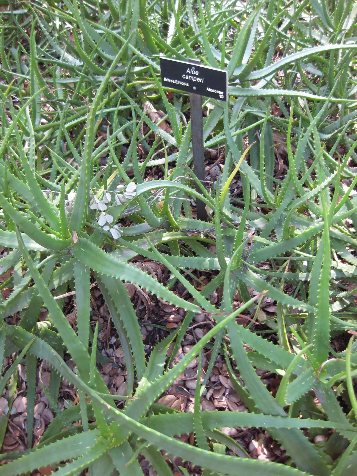 Torch Aloe (Aloe Camperi) — Its foliage is a stunning pale green with slight serration along the edges, where small teeth can be found