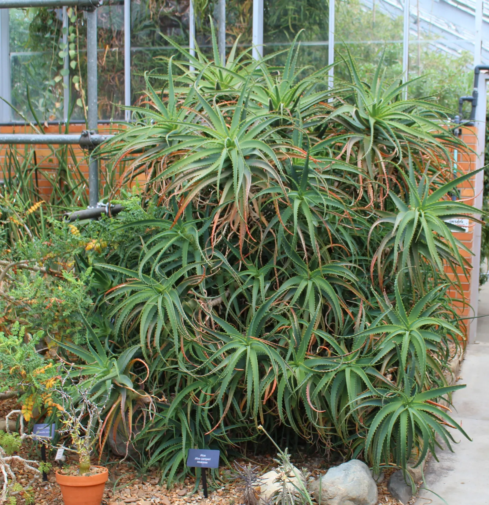 Torch Aloe (Aloe Camperi) — it's excellent for xeriscaping