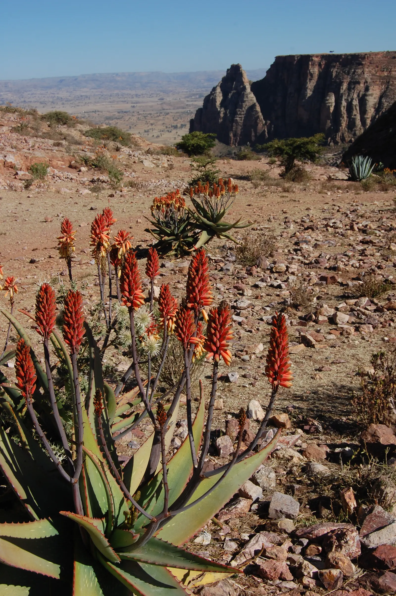 Torch Aloe (Aloe Camperi) — adding vibrant texture and color to arid landscapes