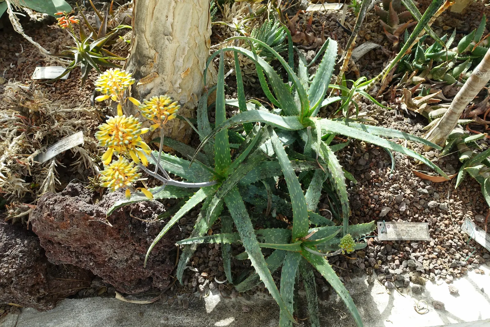 Torch Aloe (Aloe Camperi) — the Torch Aloe sends up tall
