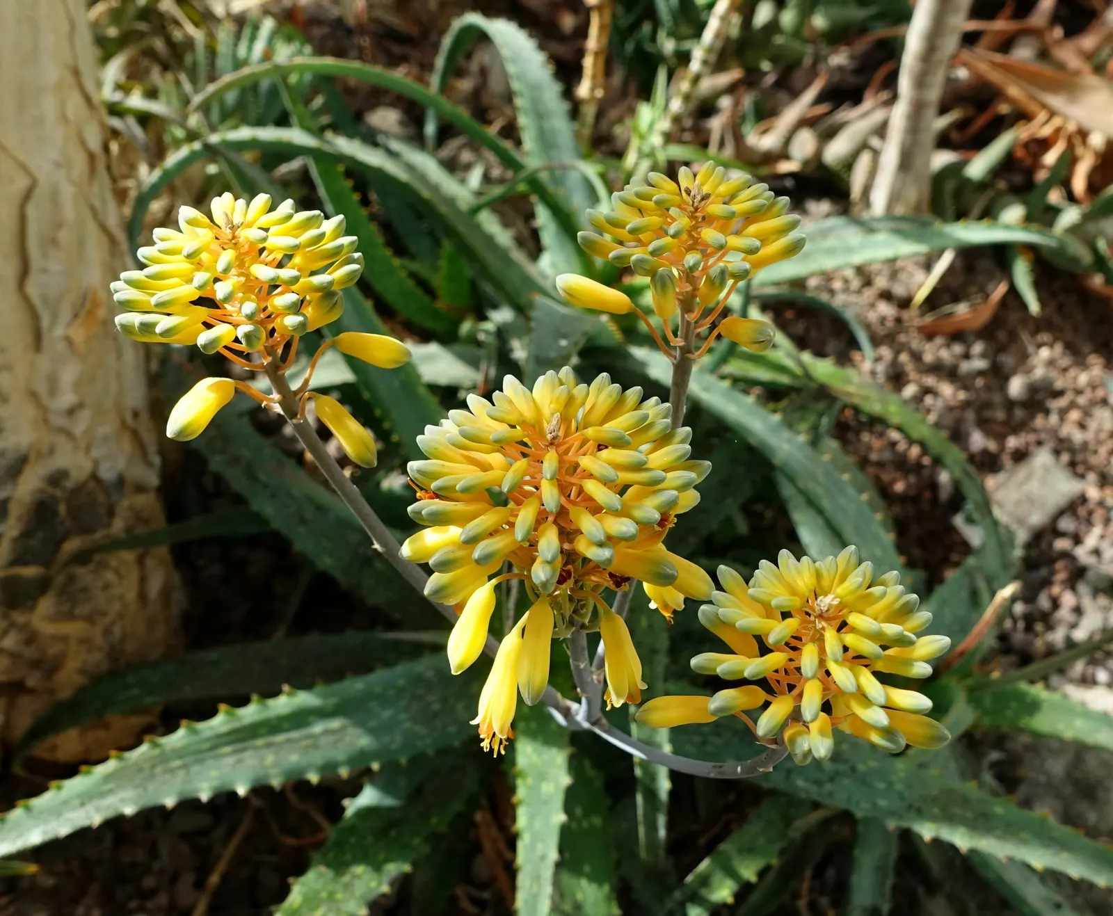 Torch Aloe (Aloe Camperi) — branched flower spikes that stand up to 36 inches high