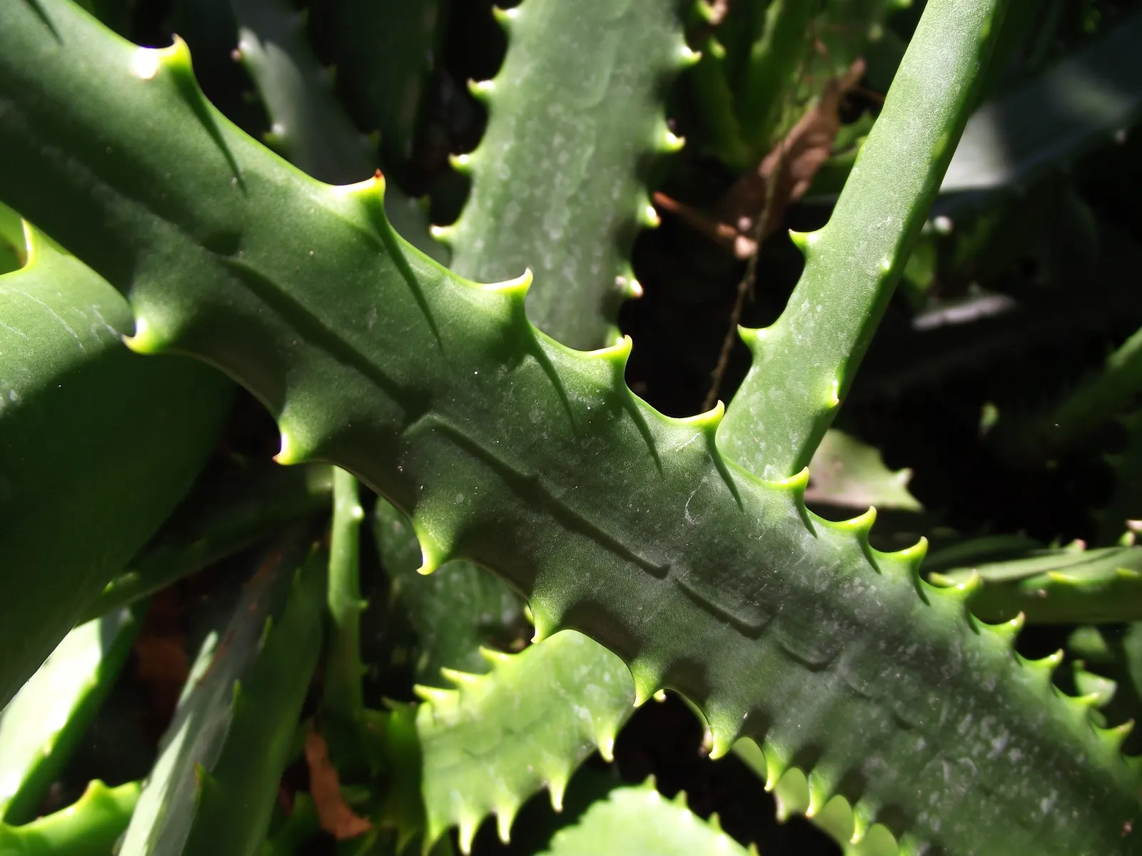 Torch Aloe (Aloe Camperi) — Drought-tolerant once established, it thrives in full sun to partial shade in well-drained soil