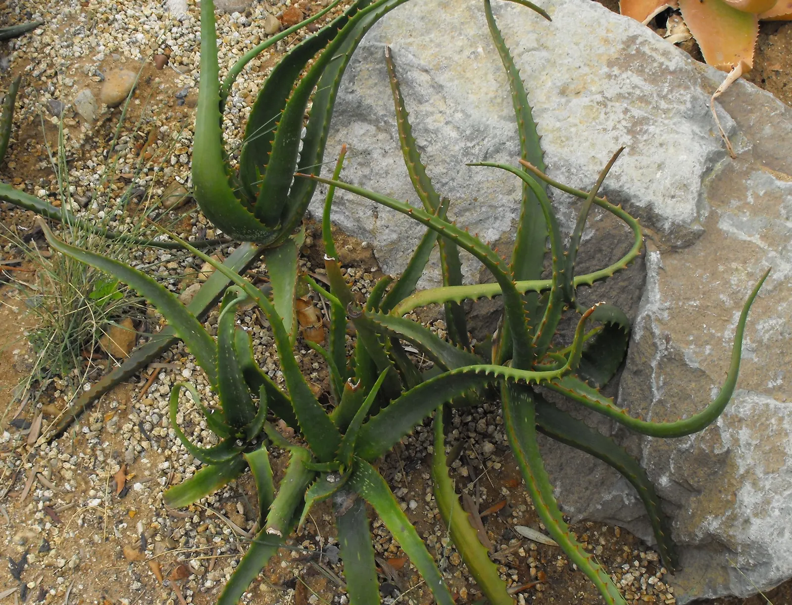 Torch Aloe (Aloe Camperi) — Its striking torch-shaped clusters of orange-red blooms rise above lance-shaped, fleshy green leaves in spring