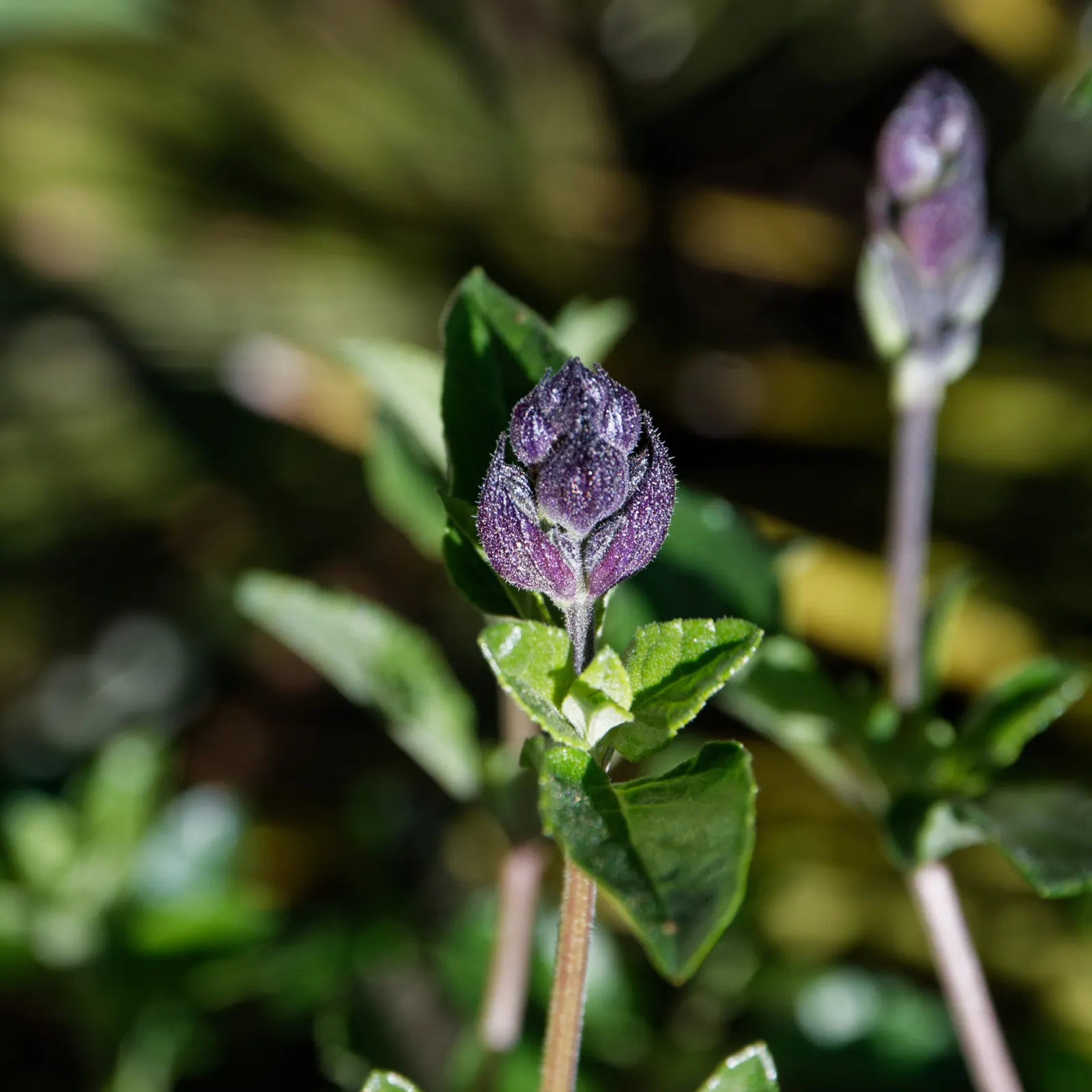 Purple Autumn Sage (Salvia Greggii 'Purple') — This drought-tolerant plant reaches heights of 2-3 feet and spreads 2-3 feet wide