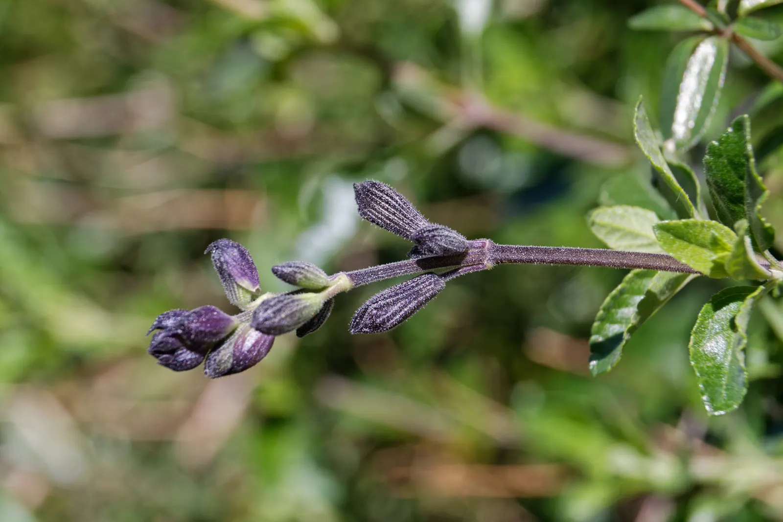 Purple Autumn Sage (Salvia Greggii 'Purple') — Its aromatic foliage attracts hummingbirds and butterflies