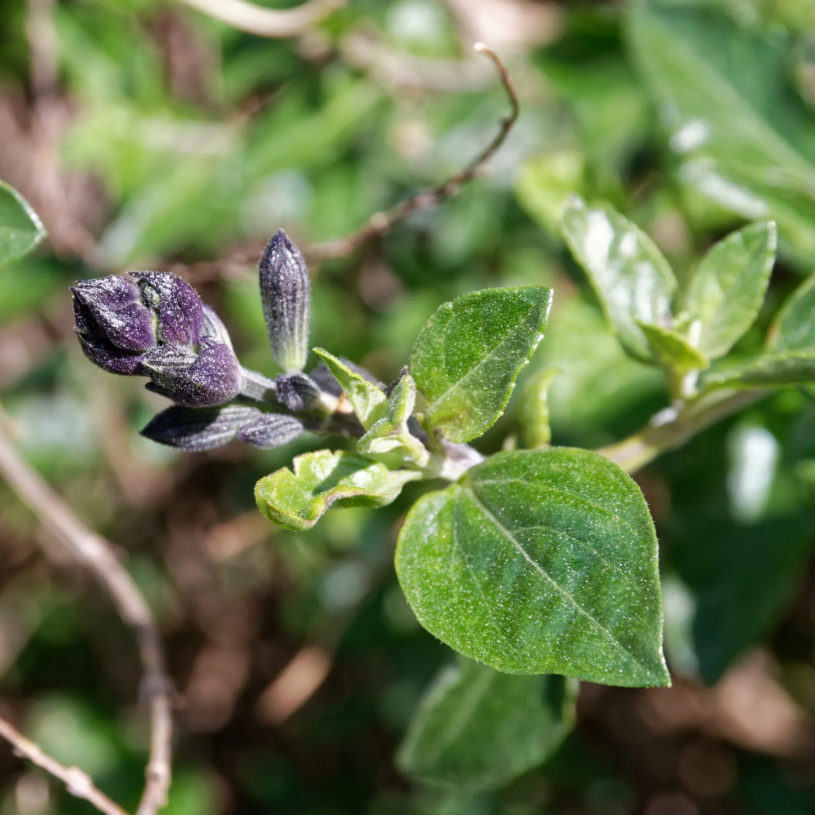 Purple Autumn Sage (Salvia Greggii 'Purple') — perfect for sunny borders or as a colorful accent