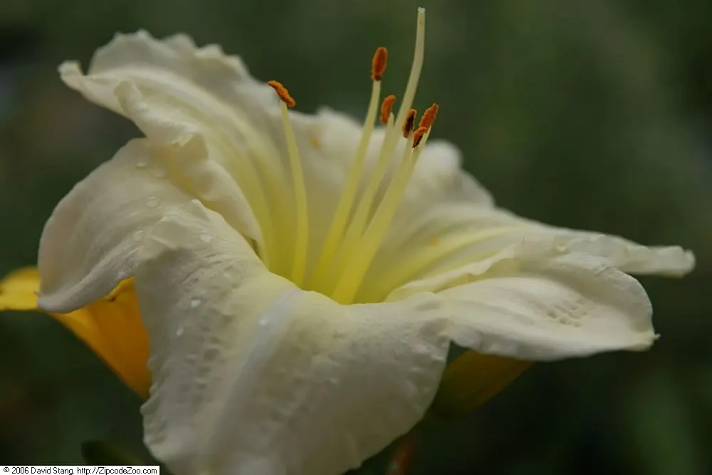 Bitsy Daylily (Hemerocallis 'Bitsy') — The Bitsy Daylily (Hemerocallis 'Bitsy') is a petite perennial