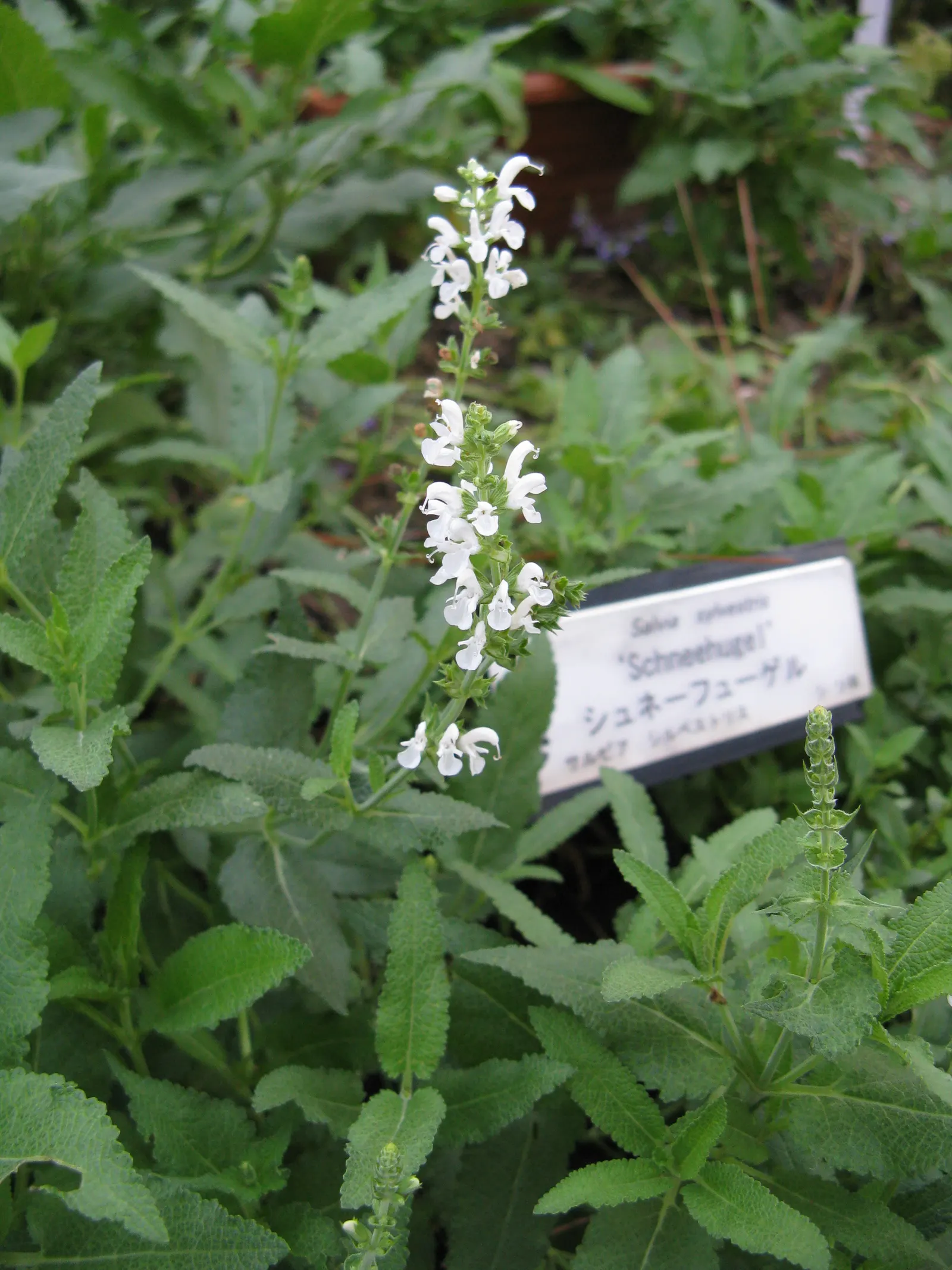 Meadow Sage (Salvia X Sylvestris) — Perfect for attracting pollinators, its fragrant foliage brings a sensory appeal to any garden design