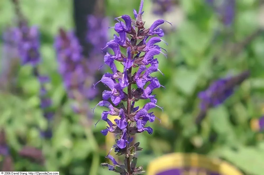 Meadow Sage (Salvia X Sylvestris) — offering a low-maintenance