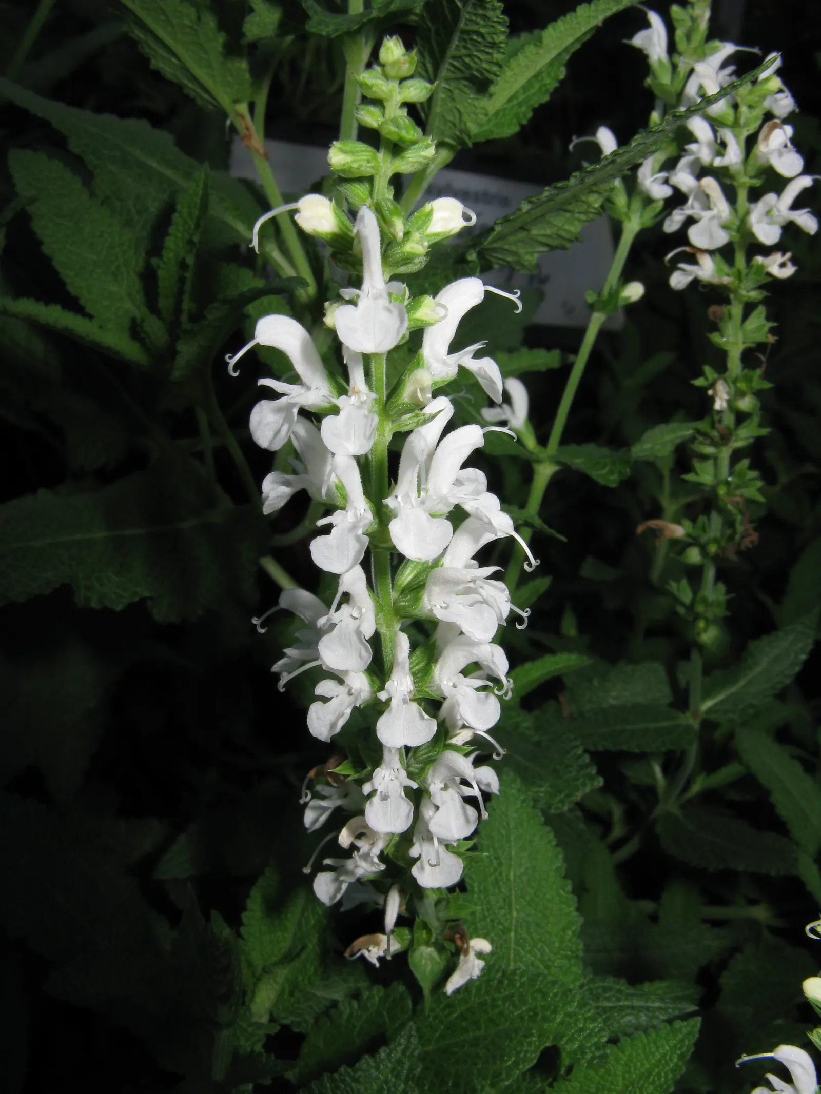 Meadow Sage (Salvia X Sylvestris) — scientifically known as Salvia x sylvestris