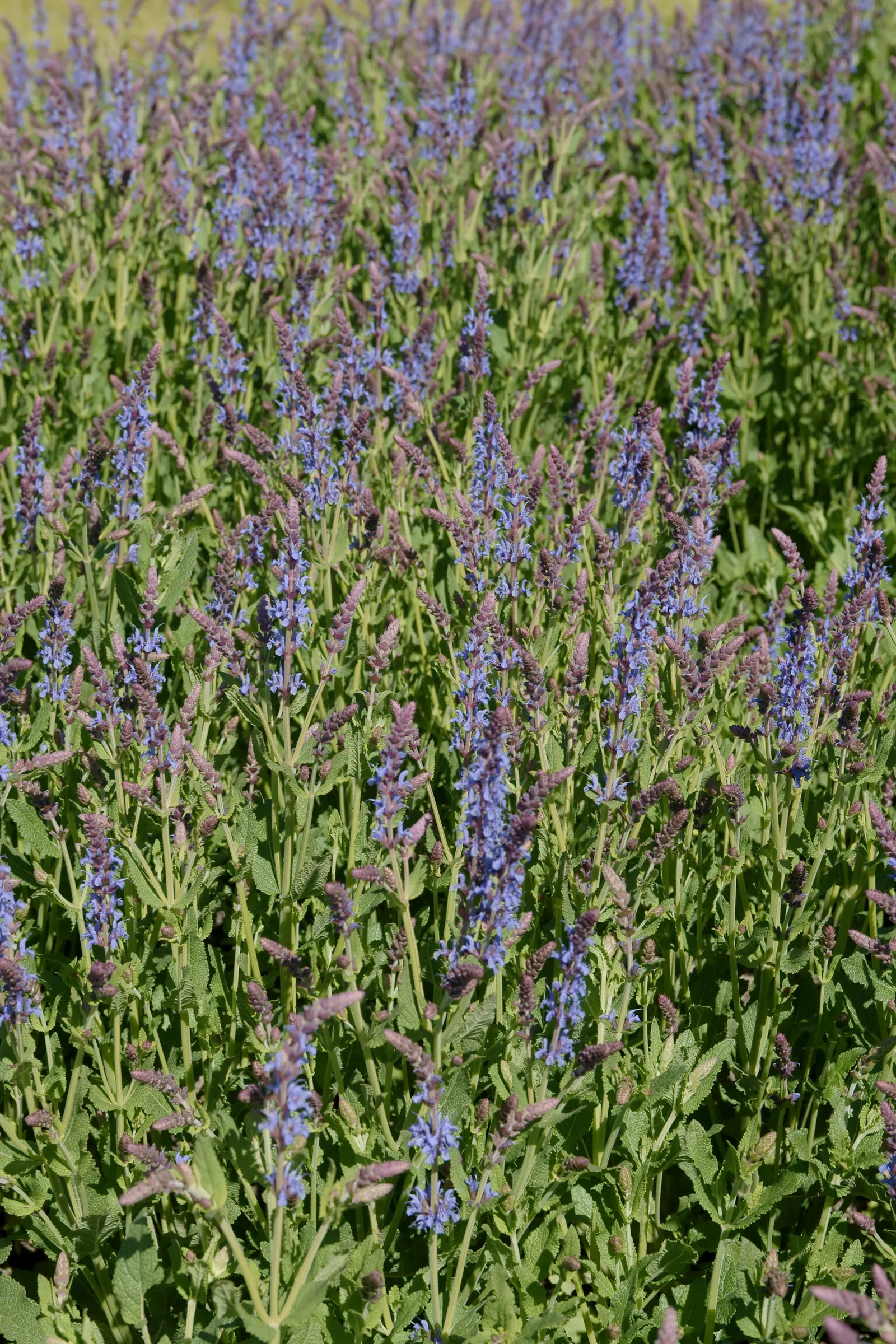 Meadow Sage (Salvia X Sylvestris) — with a spread of 18-24 inches