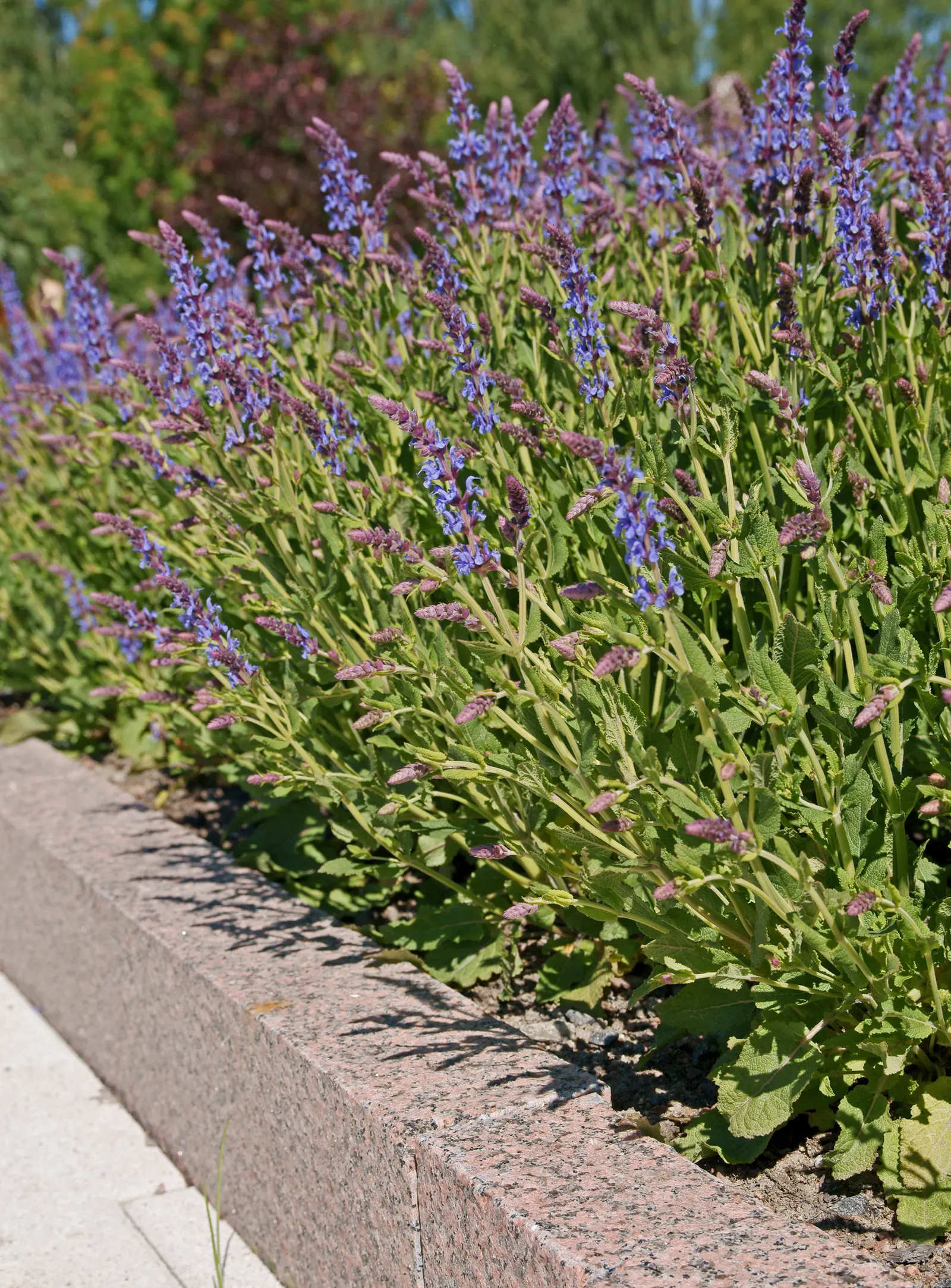 Meadow Sage (Salvia X Sylvestris) — it showcases spiky inflorescences of deep indigo flowers from late spring to early summer