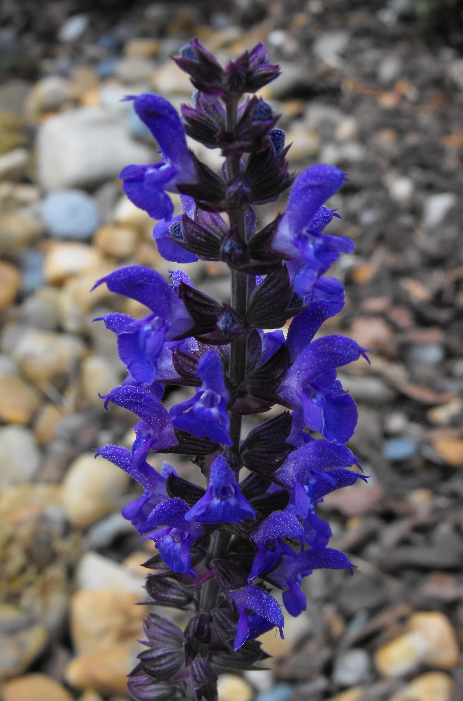 Meadow Sage (Salvia X Sylvestris) — This drought-tolerant variety thrives in well-drained soil and full sun