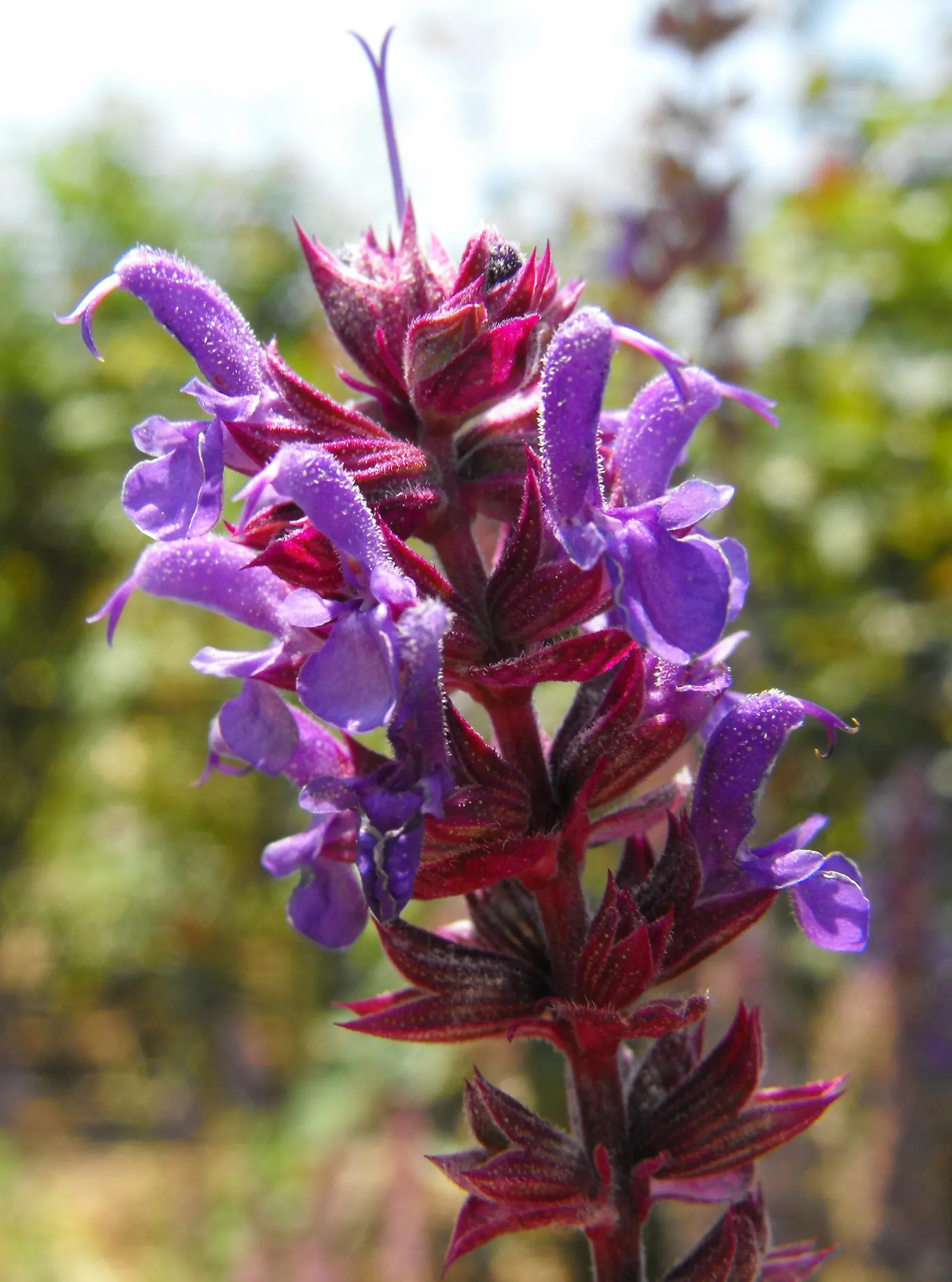 Meadow Sage (Salvia X Sylvestris) — The Meadow Sage, or Salvia x sylvestris, is a vibrant herbaceous perennial