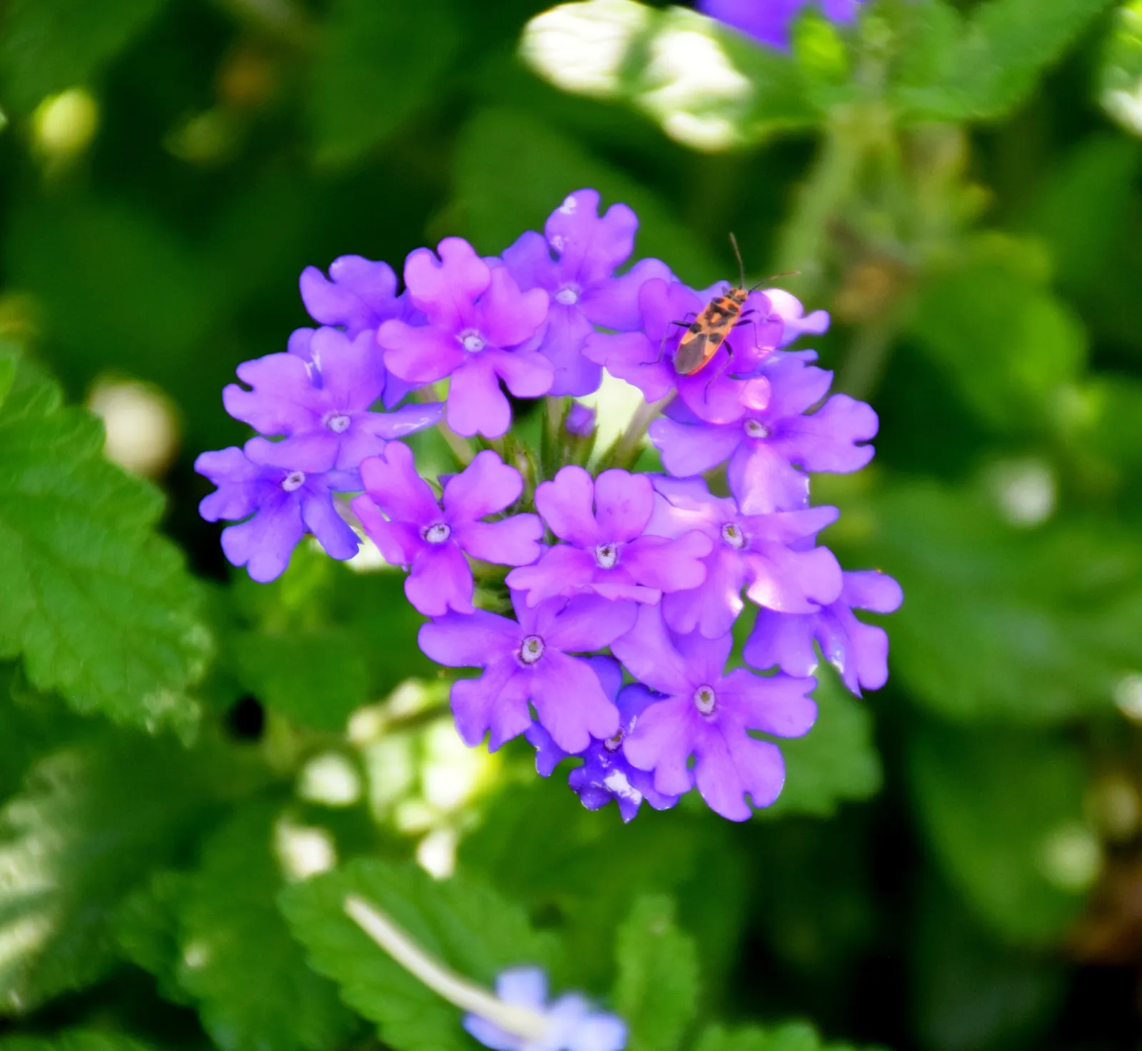 Endurascape Verbena (Verbena 'Endurascape' All Colors) — and reaching around 12 inches tall with an 18-inch spread