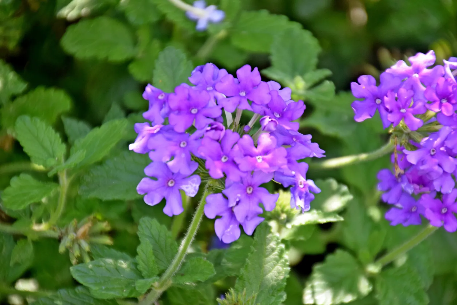 Endurascape Verbena (Verbena 'Endurascape' All Colors) — The Endurascape Verbena (Verbena 'Endurascape' All Colors) is an alluring perennial