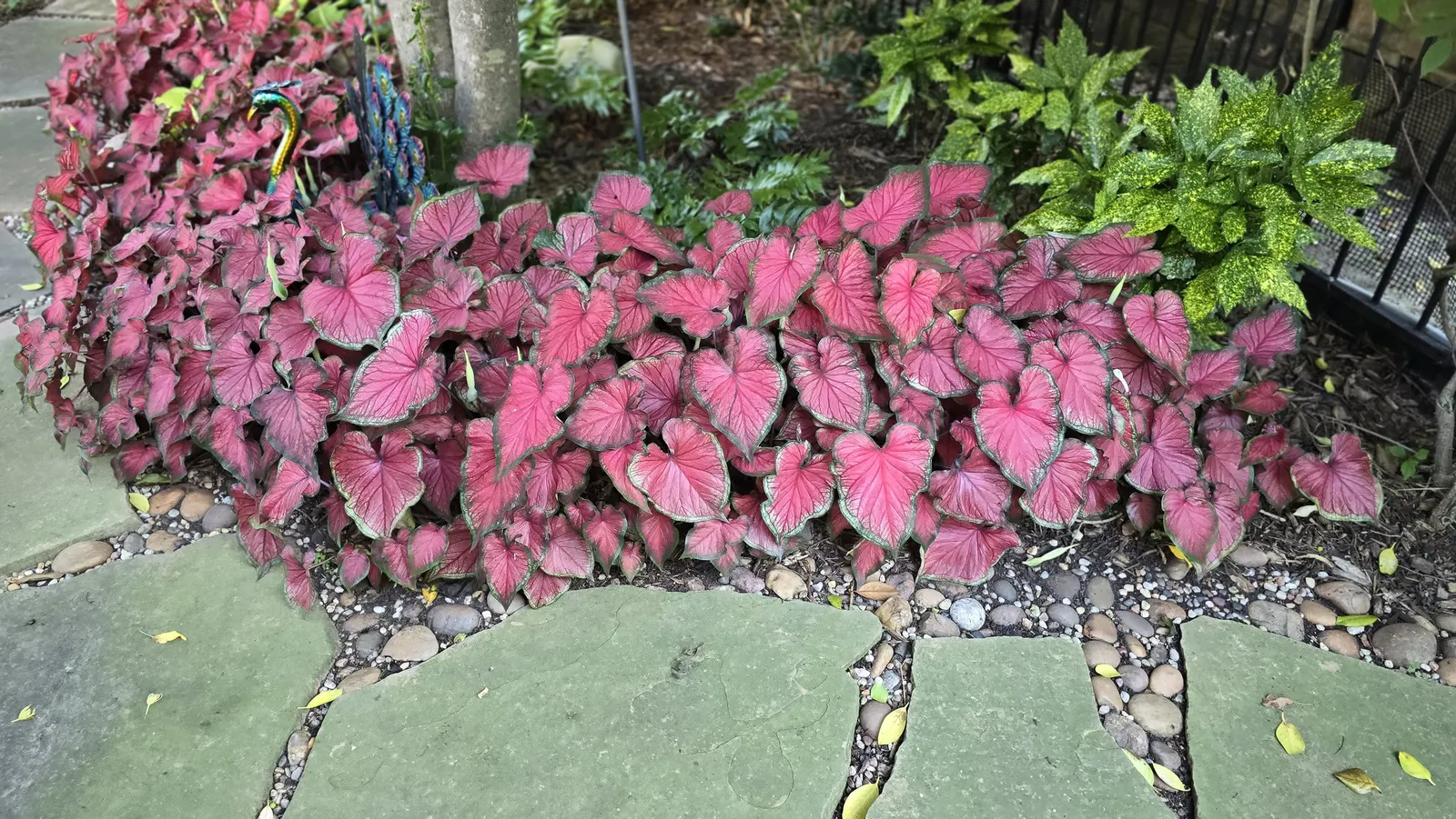 Heart's Delight Sun or Shade Caladium (Caladium hortulanum) — is a lush foliage annual from the Proven Winners® collection