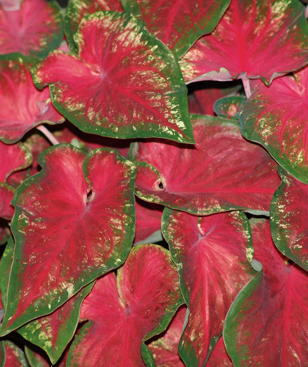 Heart's Delight Sun or Shade Caladium (Caladium hortulanum) — It grows 15-20 inches tall and 8-10 inches wide