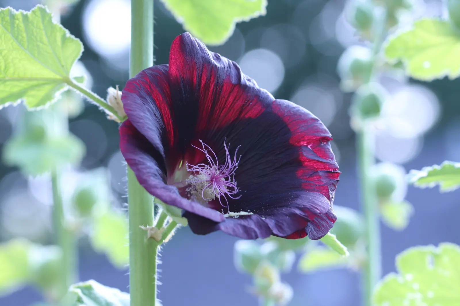 Blacknight Hollyhock (Alcea Rosea 'Blacknight') — This variety thrives in full sun and well-drained soil