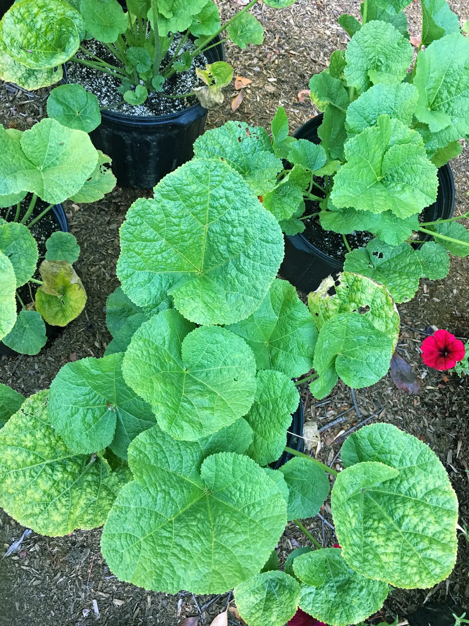 Blacknight Hollyhock (Alcea Rosea 'Blacknight') — adding dramatic vertical interest to the midsummer garden