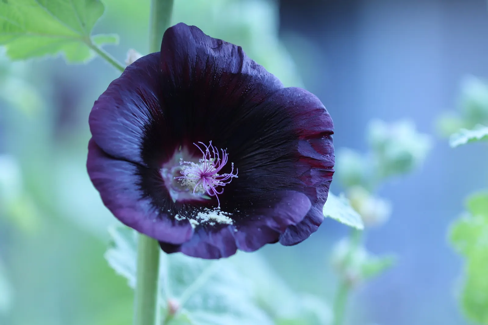 Blacknight Hollyhock (Alcea Rosea 'Blacknight') — commonly known as Blacknight Hollyhock