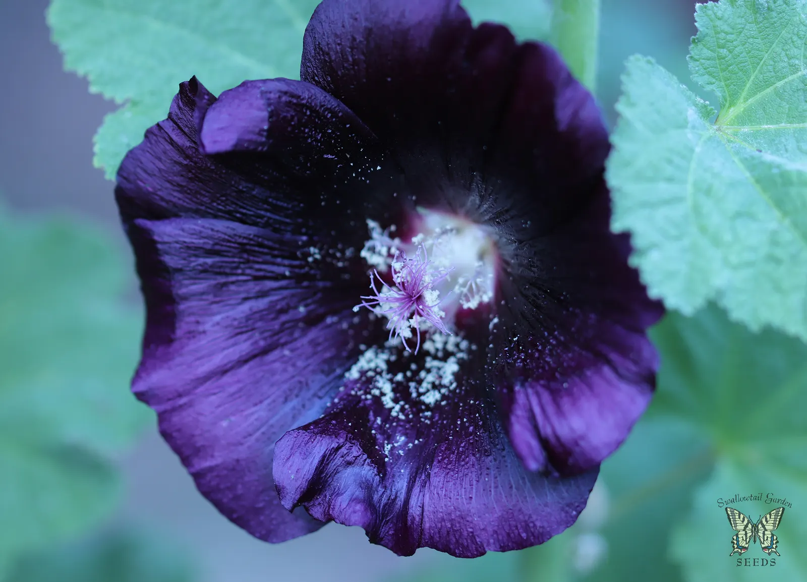 Blacknight Hollyhock (Alcea Rosea 'Blacknight') — is a striking perennial with 6-8 ft stalks adorned with deep
