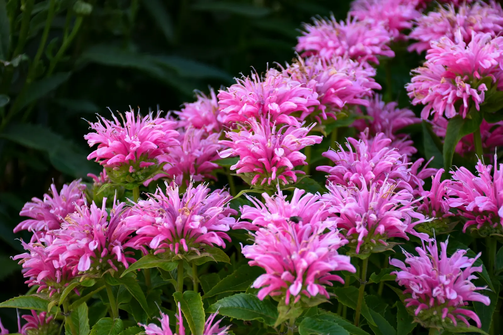 'Pardon My Pink' Bee Balm (Monarda didyma) — Proven Winners - 'Pardon My Pink' - Bee Balm - Monarda didyma pink plant details, information and resources