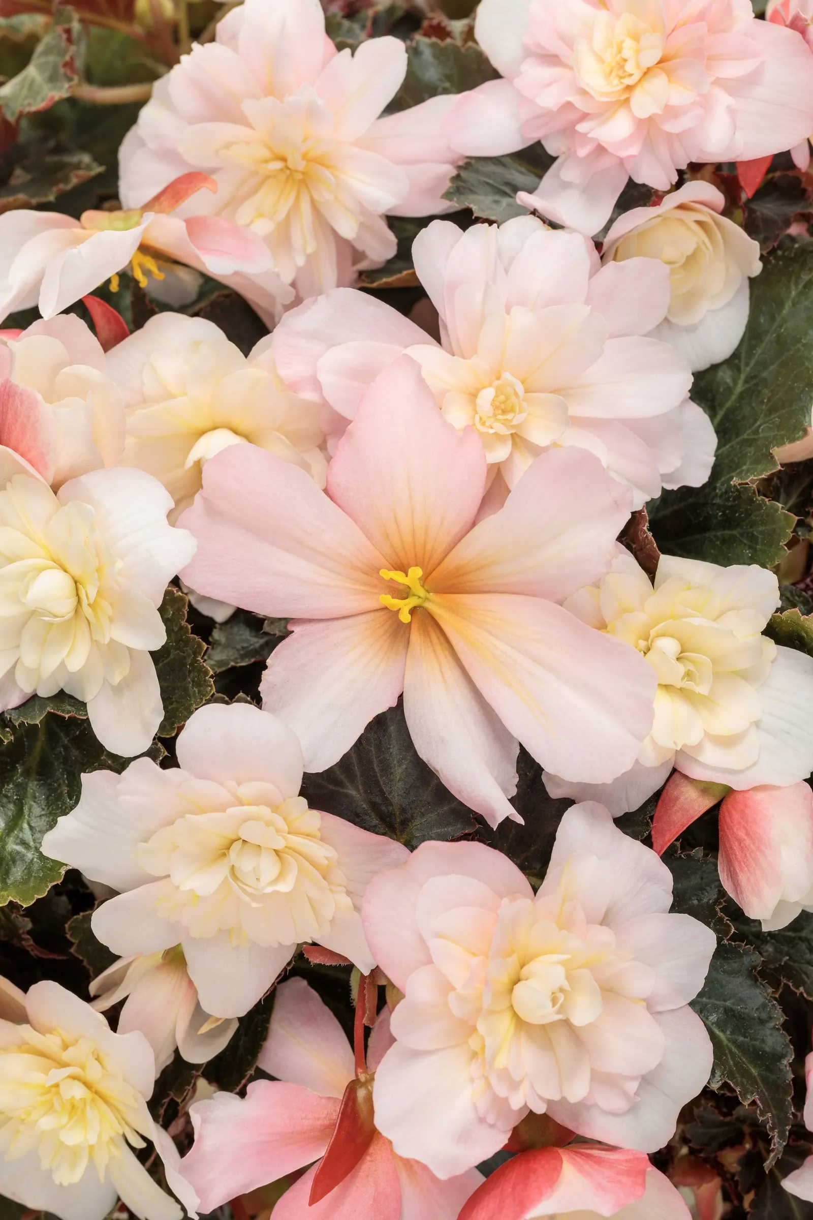 Appleblossom II Begonia (Begonia tuberhybrida) — information and resources