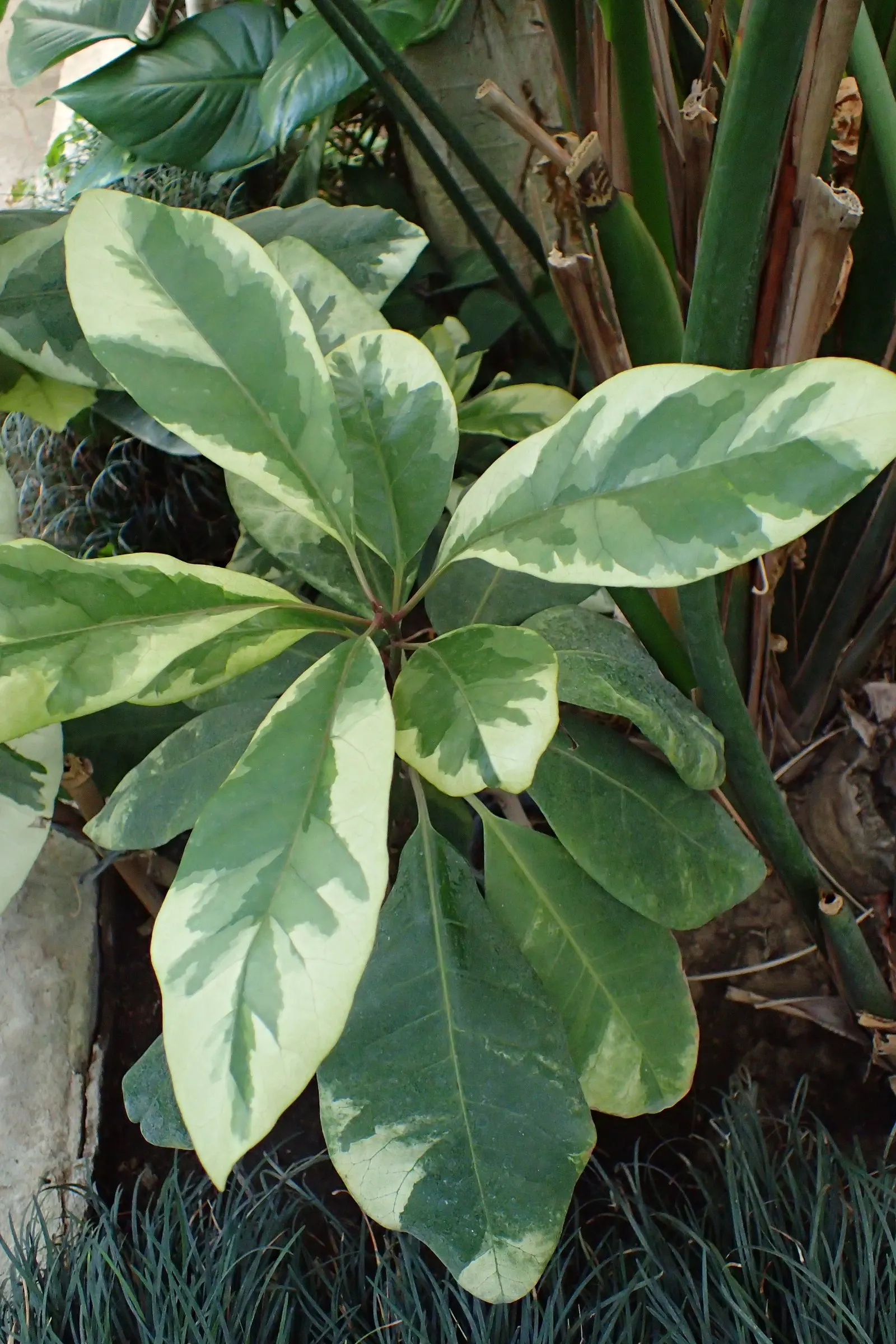 Variegated Bird-Catcher Tree (Pisonia Umbellifera 'Variegata') — commonly known as the Variegated Bird-Catcher Tree