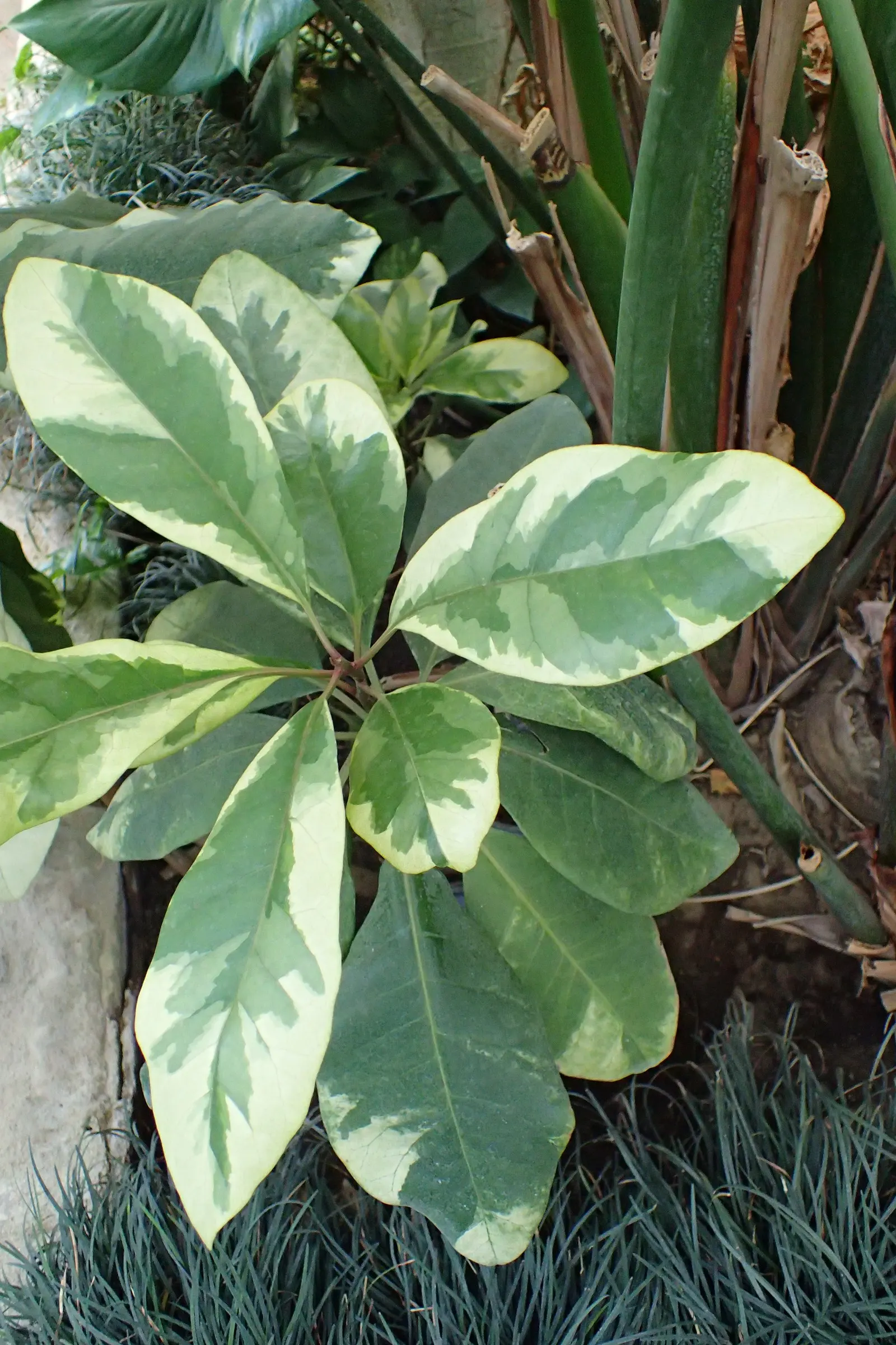 Variegated Bird-Catcher Tree (Pisonia Umbellifera 'Variegata') — is a striking foliage plant prized for its mottled green and creamy white leaves