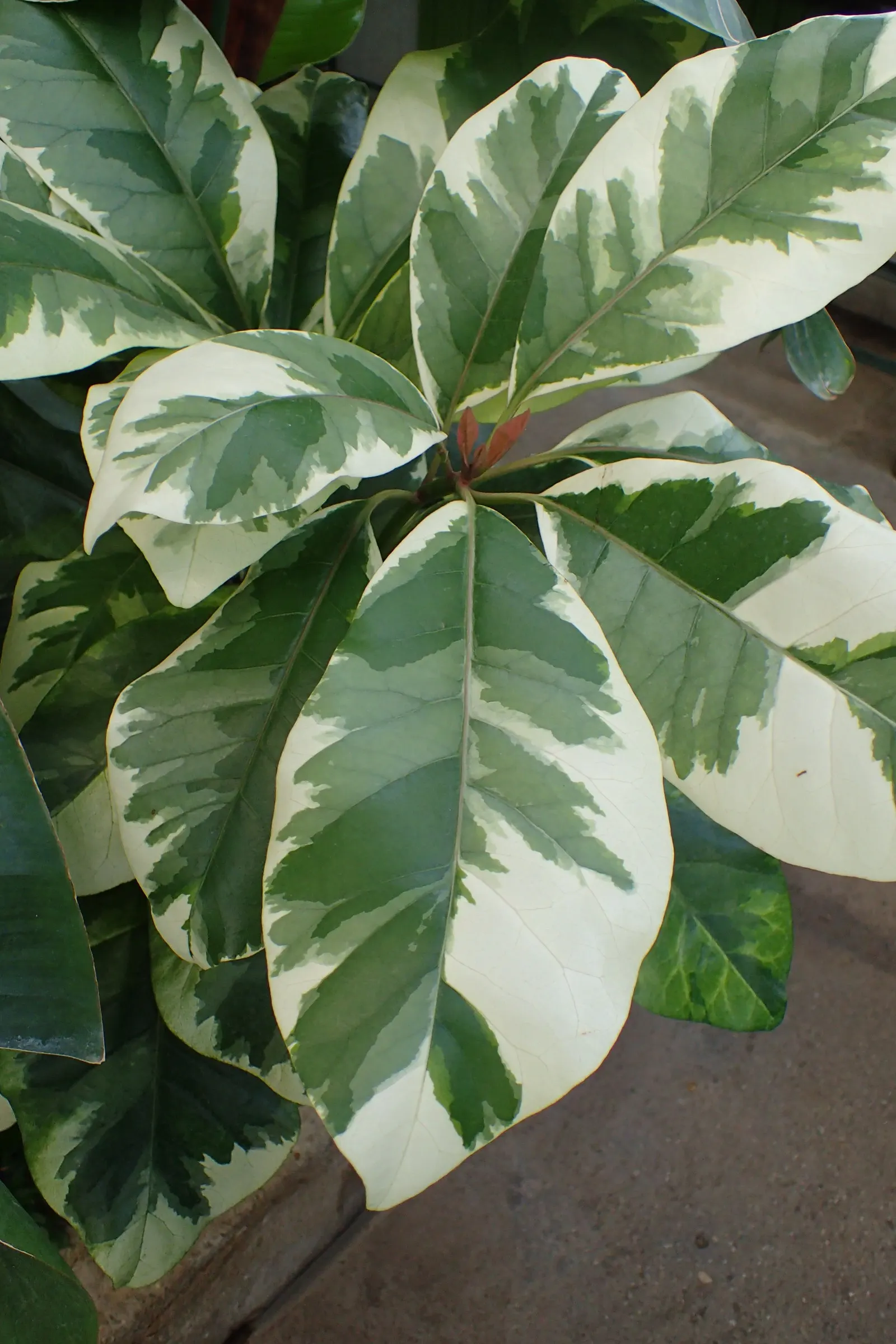 Variegated Bird-Catcher Tree (Pisonia Umbellifera 'Variegata') — Ideal for adding textured contrast in tropical-themed gardens