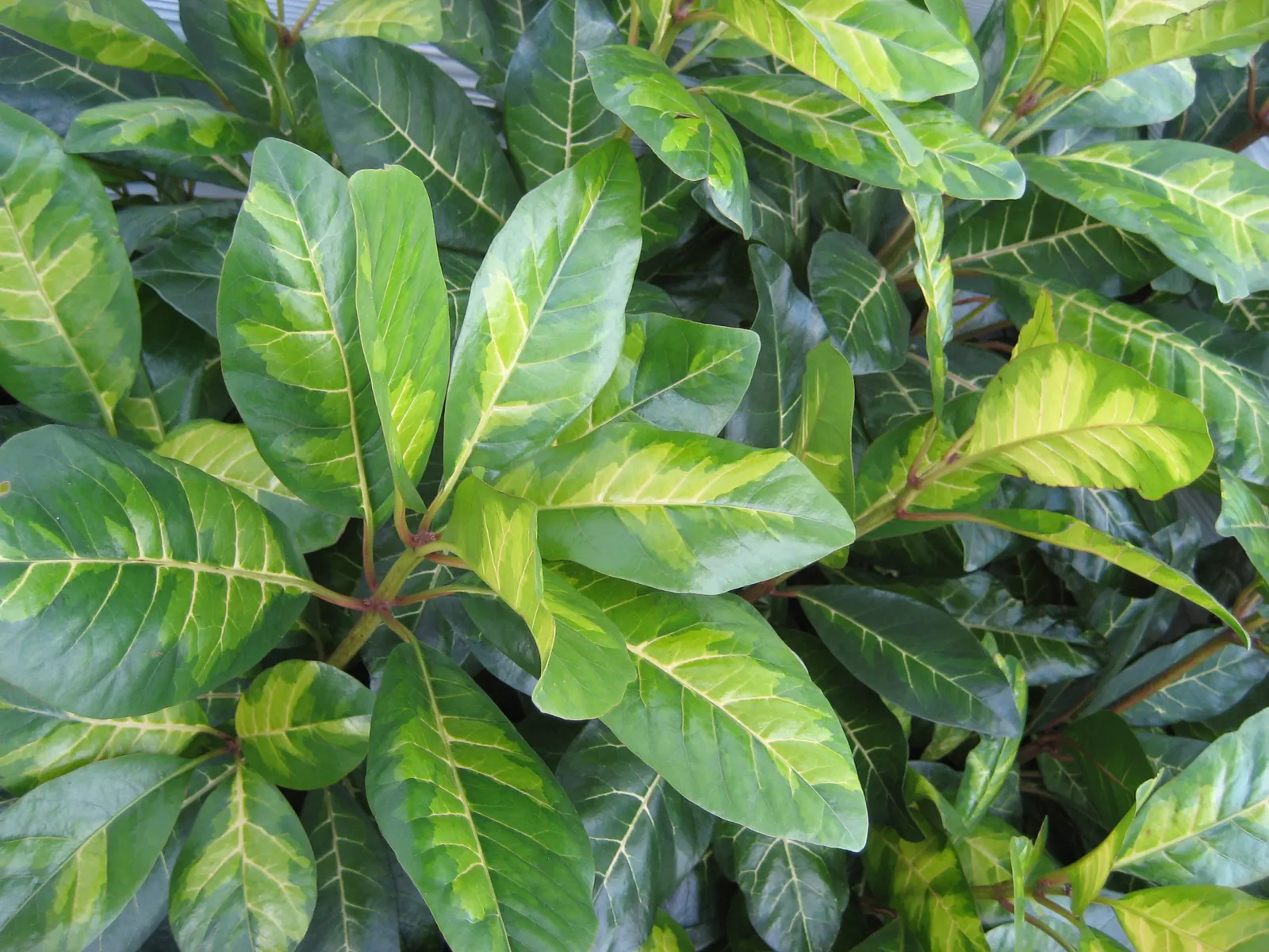 Variegated Bird-Catcher Tree (Pisonia Umbellifera 'Variegata') — This ornamental tree typically reaches up to 15-20 feet tall, thriving in full sun to partial
