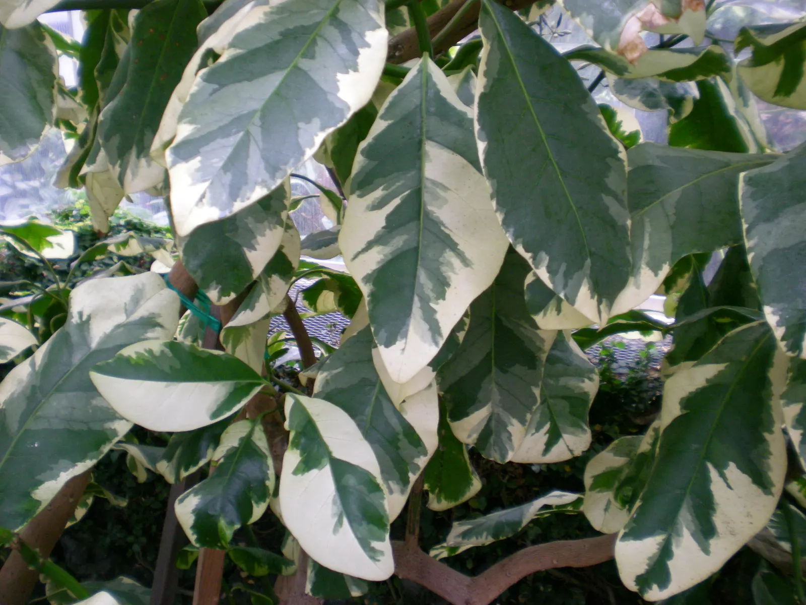 Variegated Bird-Catcher Tree (Pisonia Umbellifera 'Variegata') — Its sticky seeds may ensnare small birds, hence the name