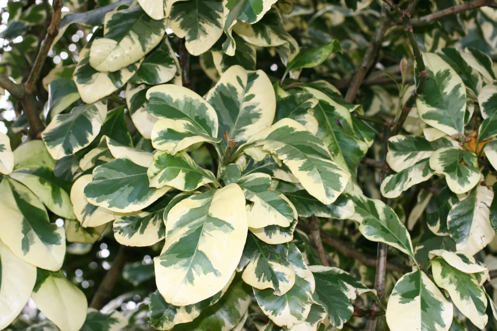 Variegated Bird-Catcher Tree (Pisonia Umbellifera 'Variegata') — Adaptable to various soil types, it requires consistent moisture
