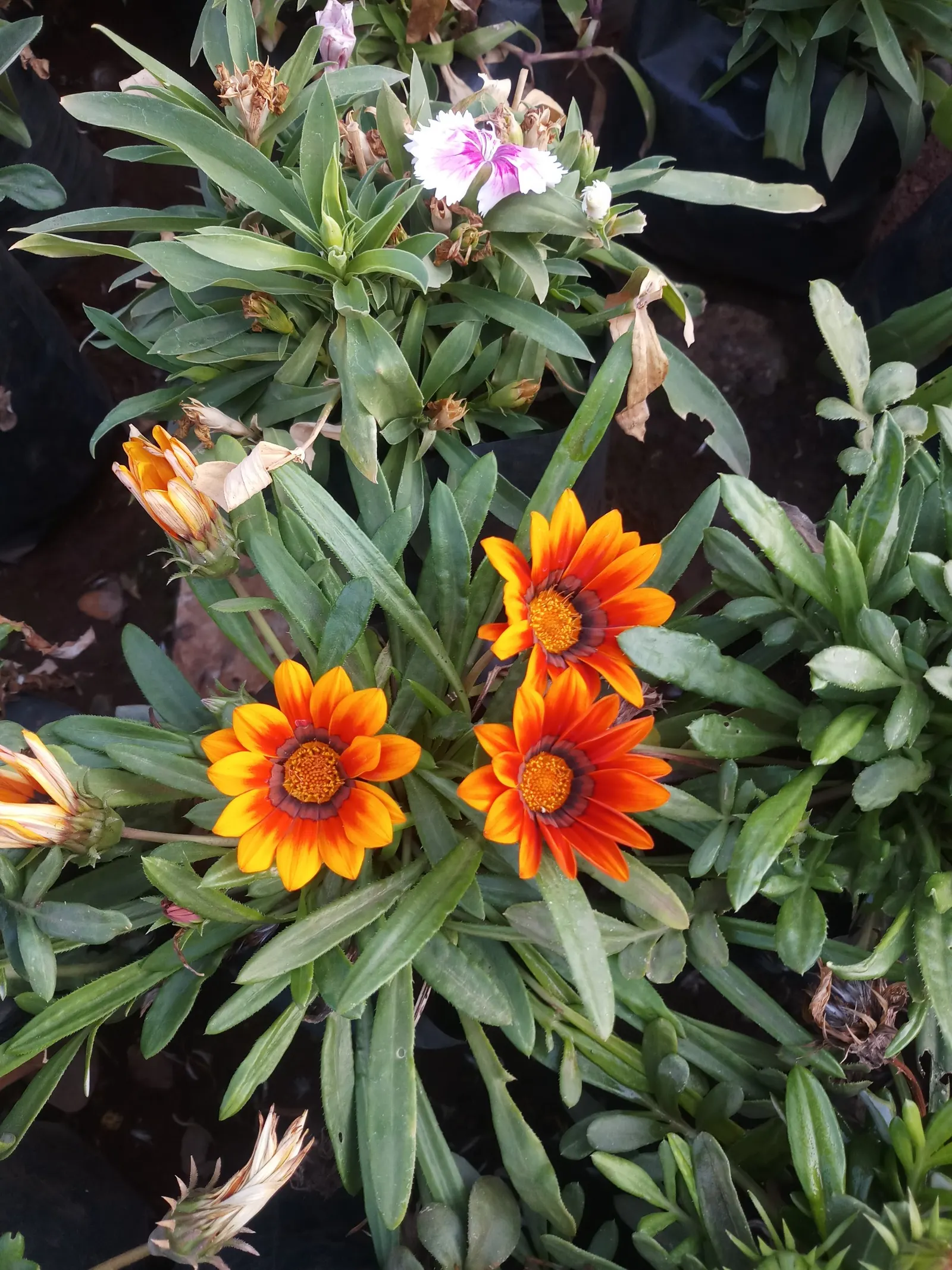 Sunburst Gazania (Gazania 'Sunburst Mix') — daisy-like flowers in a delightful array of yellows