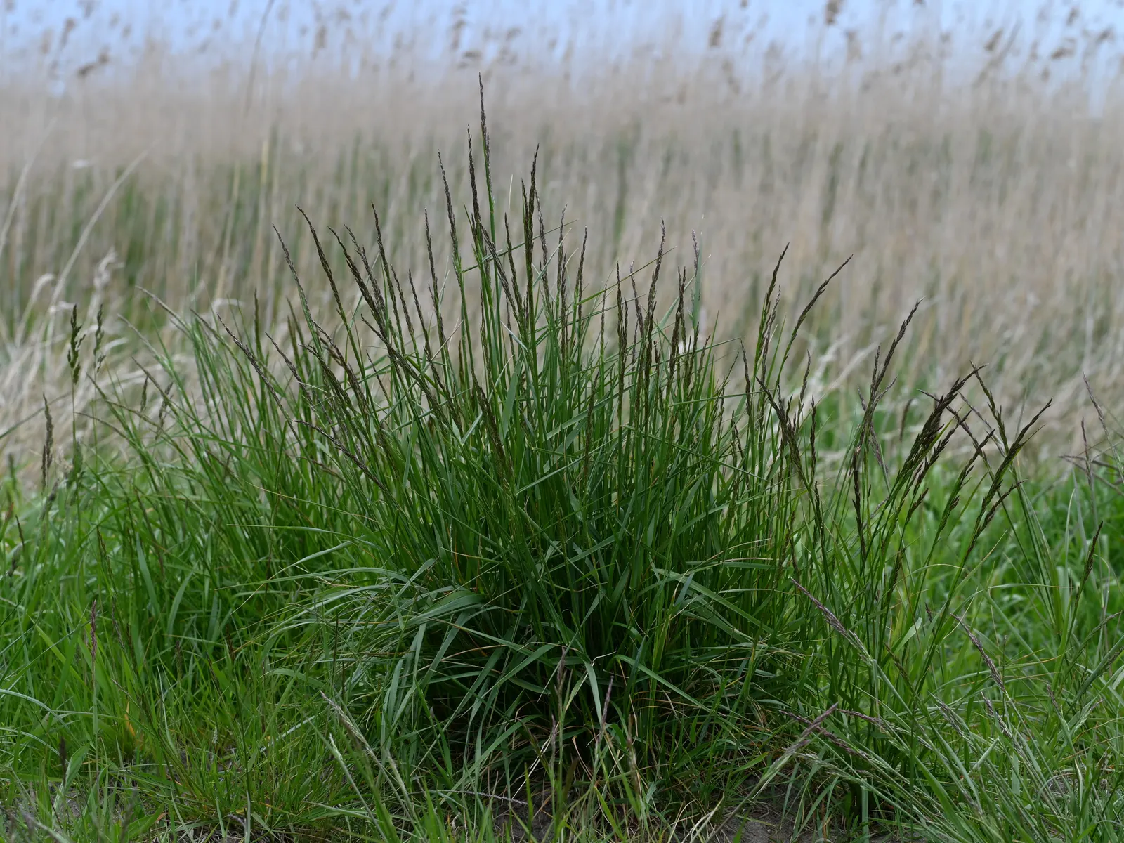 Tall Fescue (Festuca Arundinacea) — but it tolerates partial shade
