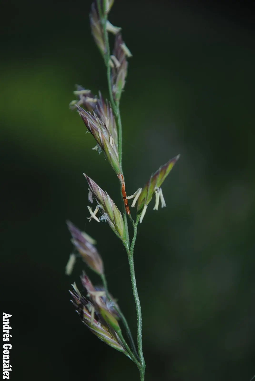 Tall Fescue (Festuca Arundinacea) — grass / ground cover for full or half