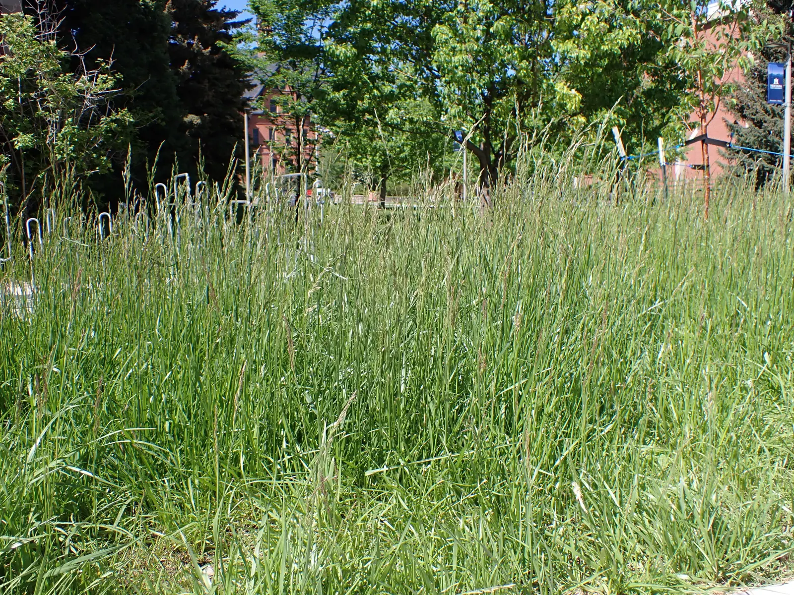 Tall Fescue (Festuca Arundinacea) — and as transition zones in larger garden areas; grass / ground cover for full or half