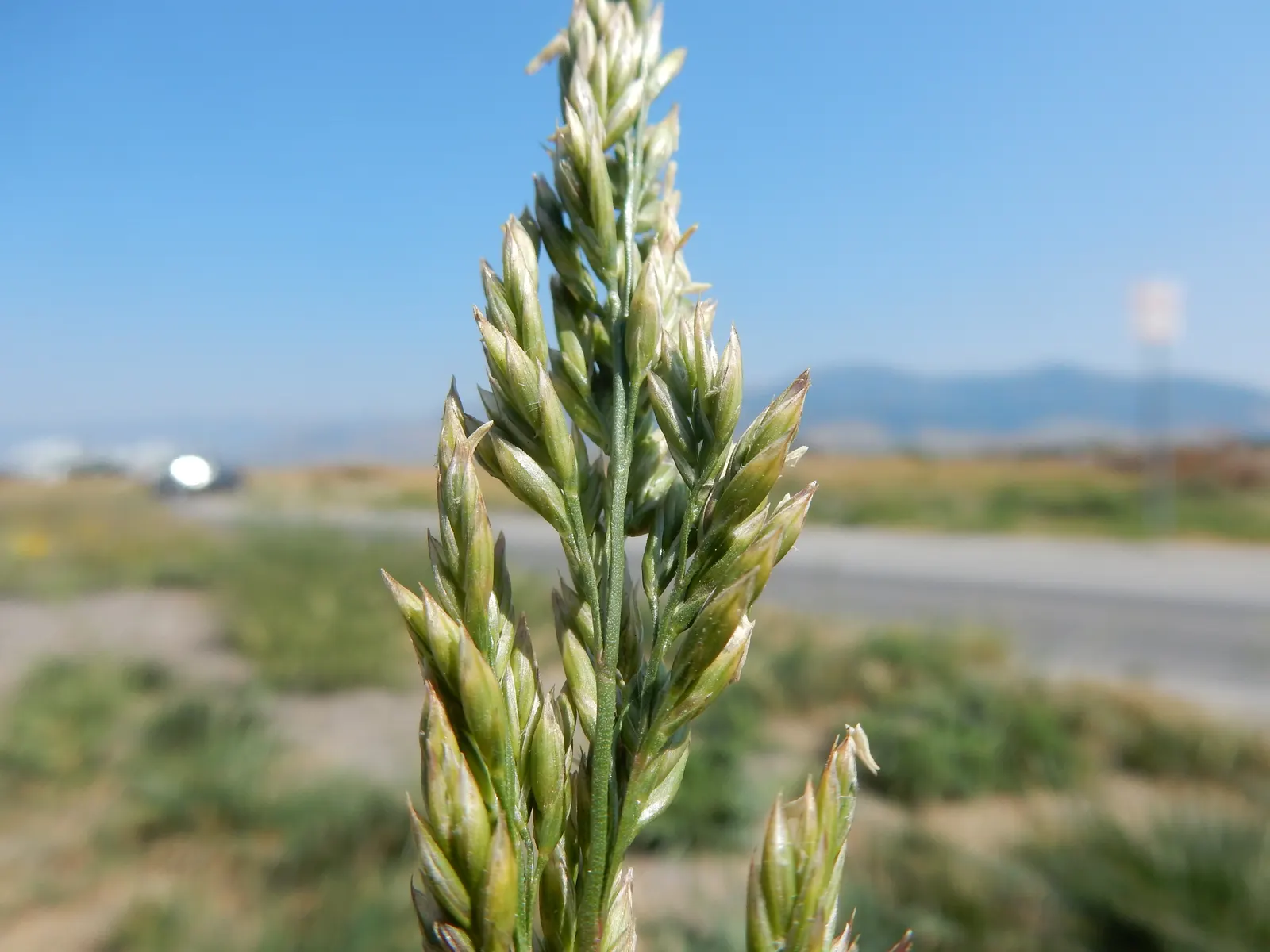 Tall Fescue (Festuca Arundinacea) — and as transition zones in larger garden areas