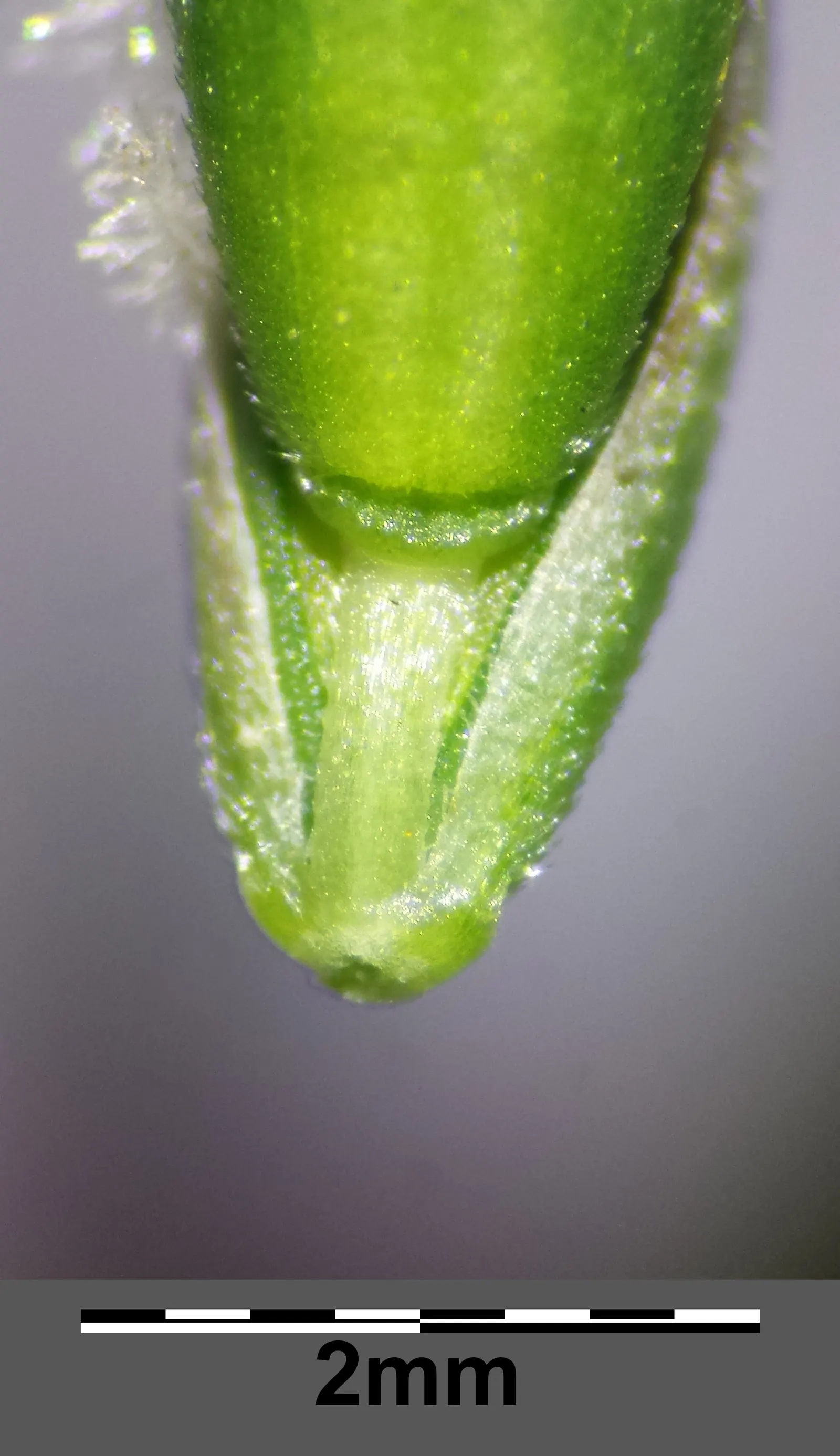Tall Fescue (Festuca Arundinacea) — Tall Fescue thrives in USDA Hardiness Zones 4 through 7
