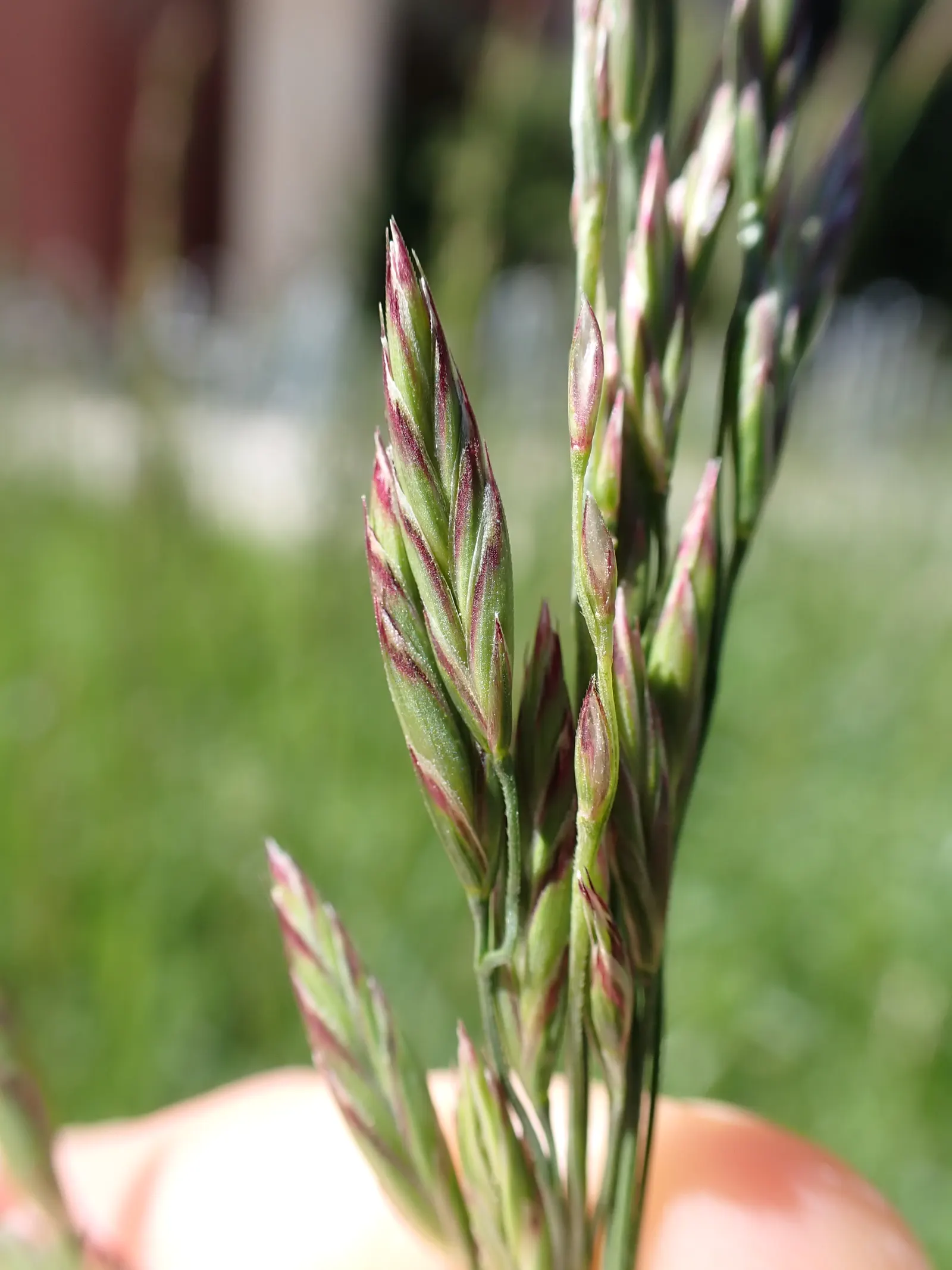 Tall Fescue (Festuca Arundinacea) — Ideal for lawns and high-traffic areas; it is uniquely drought-tolerant, image 58