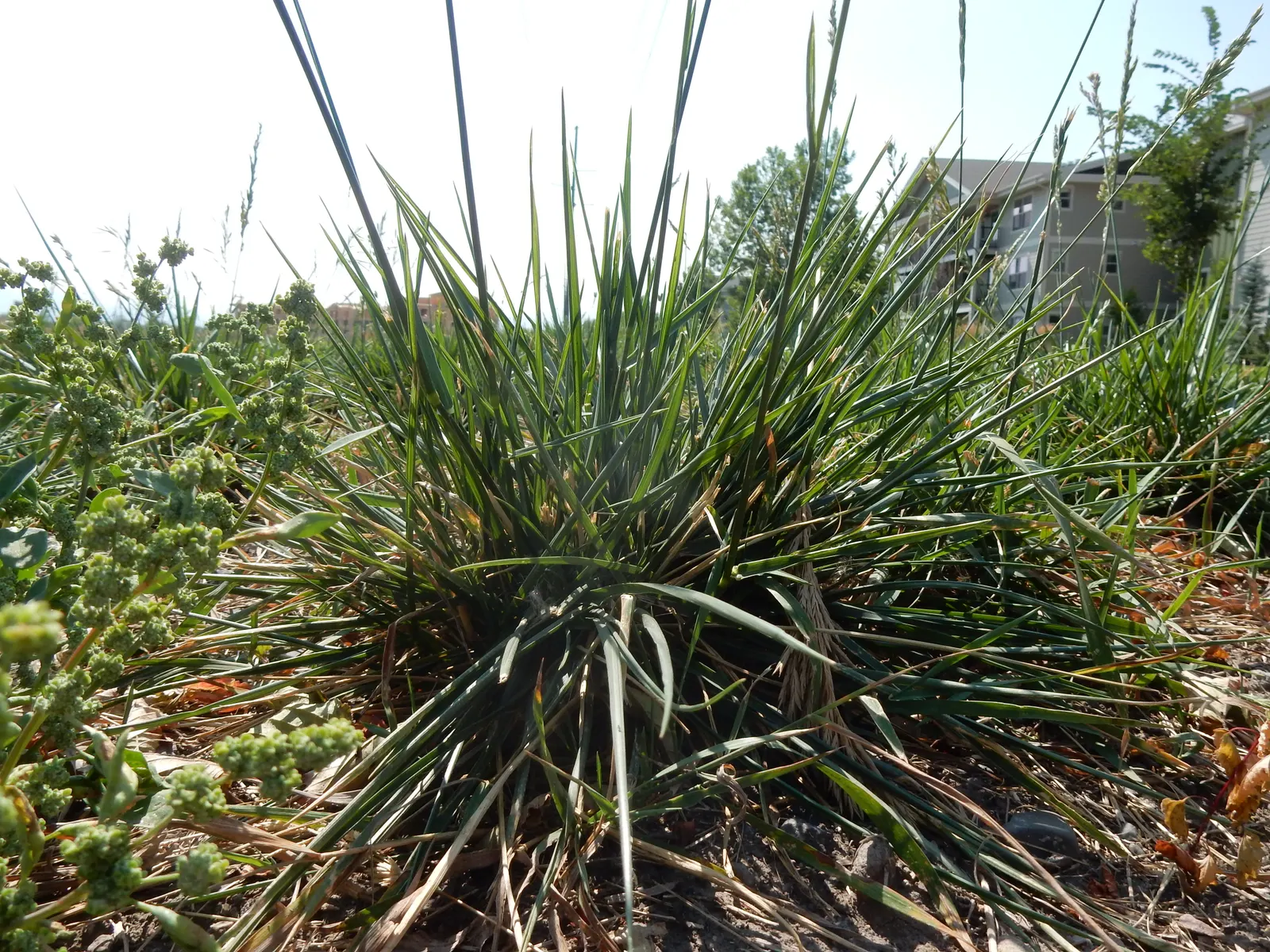 Tall Fescue (Festuca Arundinacea) — reaching heights of 2 to 4 feet at maturity with a comparable spread