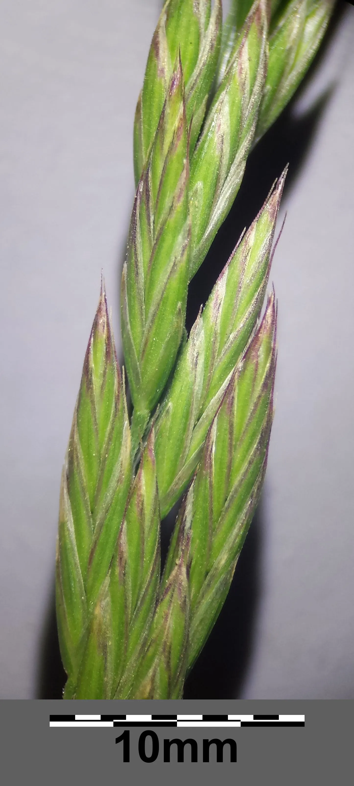 Tall Fescue (Festuca Arundinacea) — Tall Fescue works excellently for lawns; and as transition zones in larger garden areas