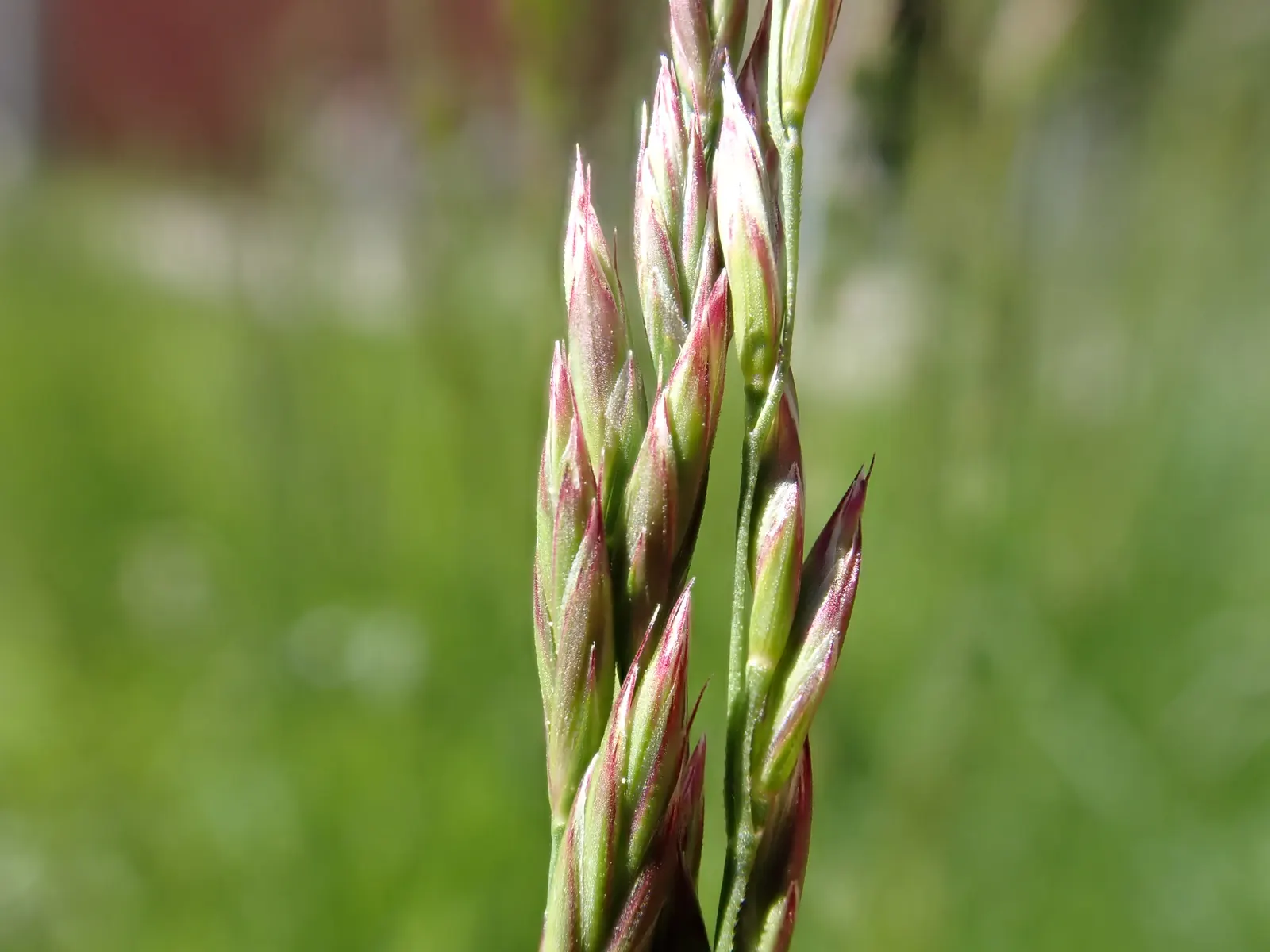 Tall Fescue (Festuca Arundinacea) — with a greater resistance to drought and foot traffic than other cool-season grasses; ideal for lawns and, image 57